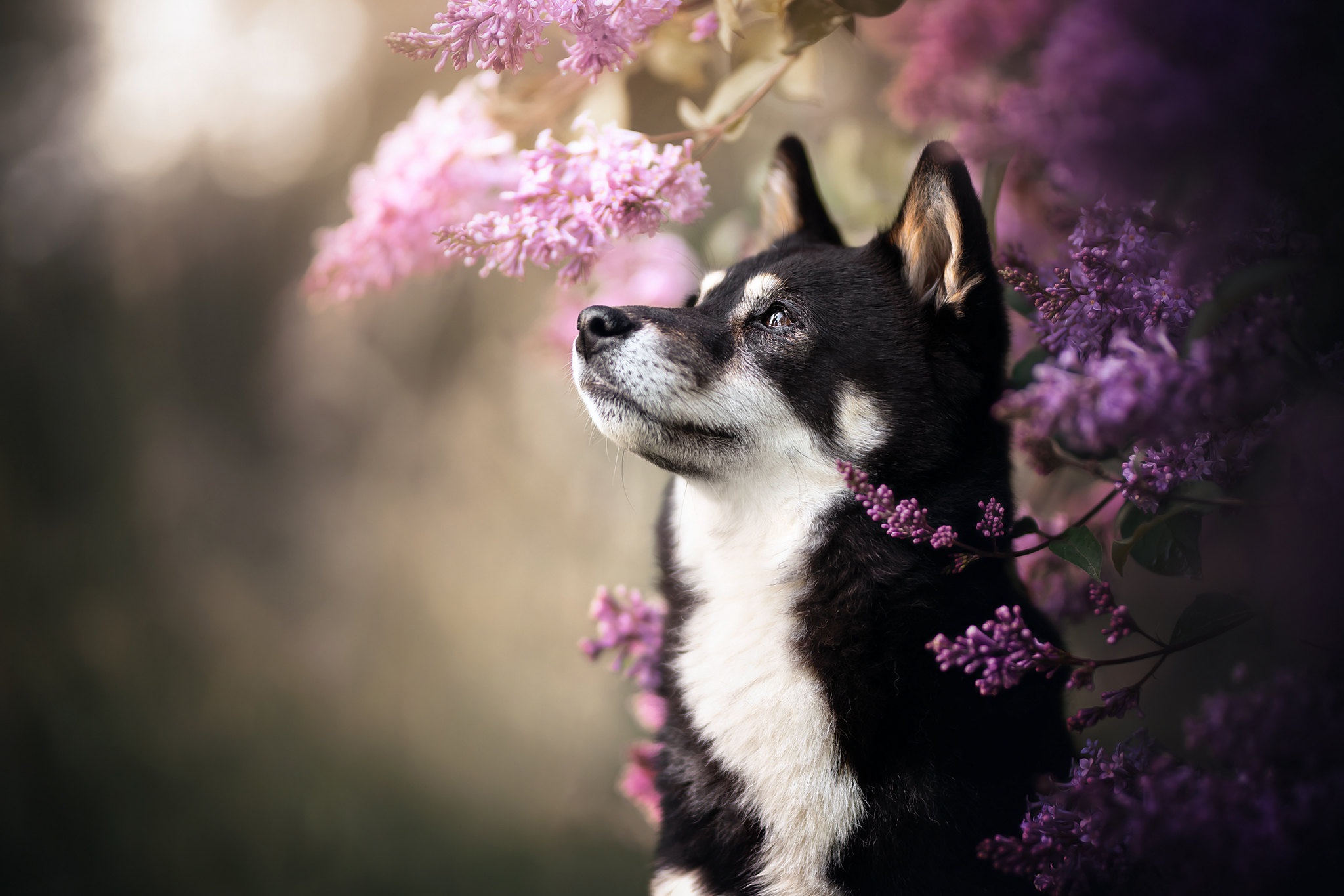 PCデスクトップに動物, ライラック, 花, 犬, ハスキー画像を無料でダウンロード