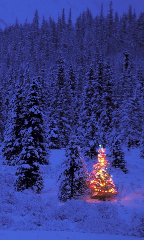 Handy-Wallpaper Feiertage, Winter, Schnee, Weihnachten, Wald, Weihnachtsbaum kostenlos herunterladen.