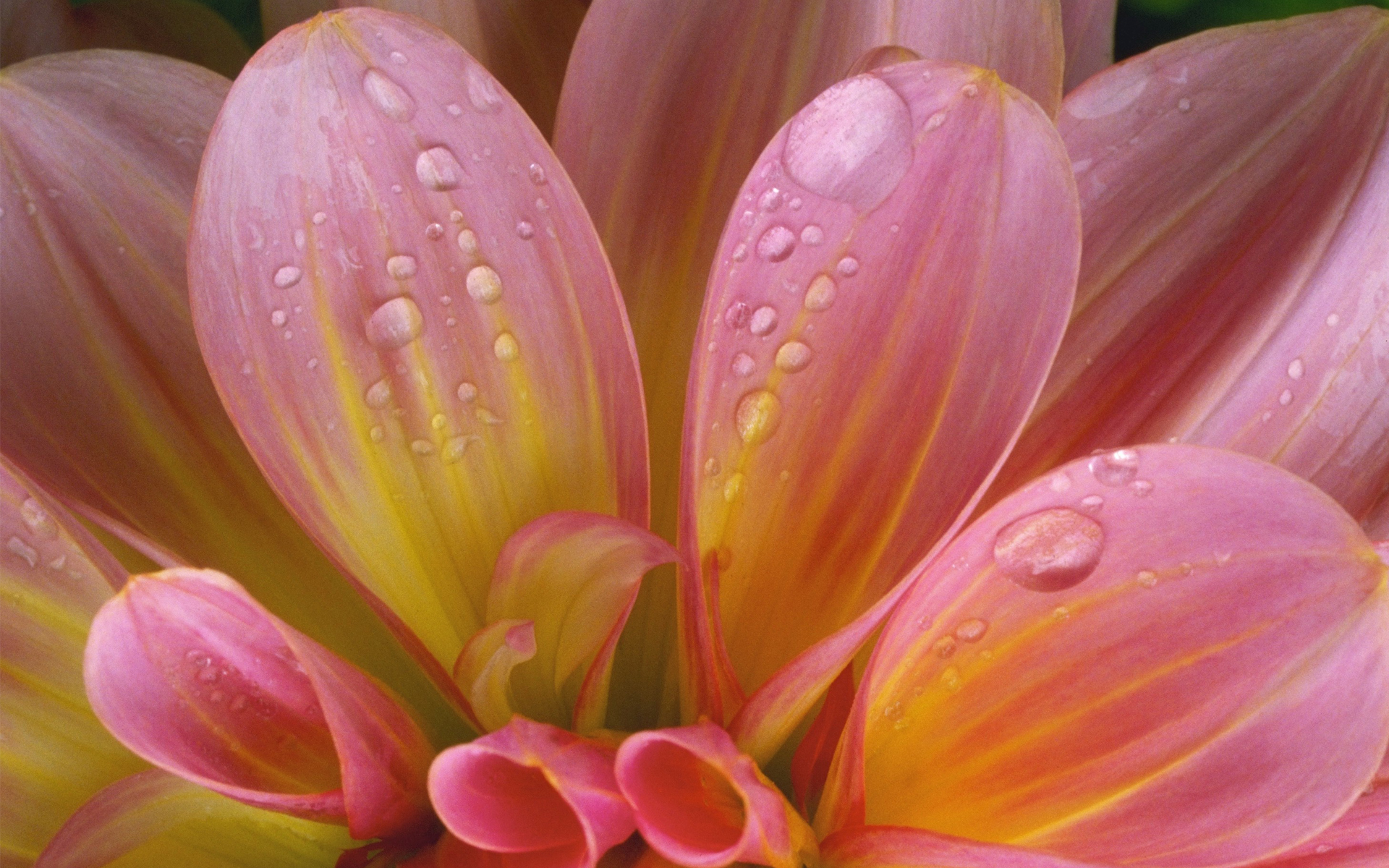 Free download wallpaper Flowers, Flower, Close Up, Earth, Daisy, Water Drop, Pink Flower on your PC desktop