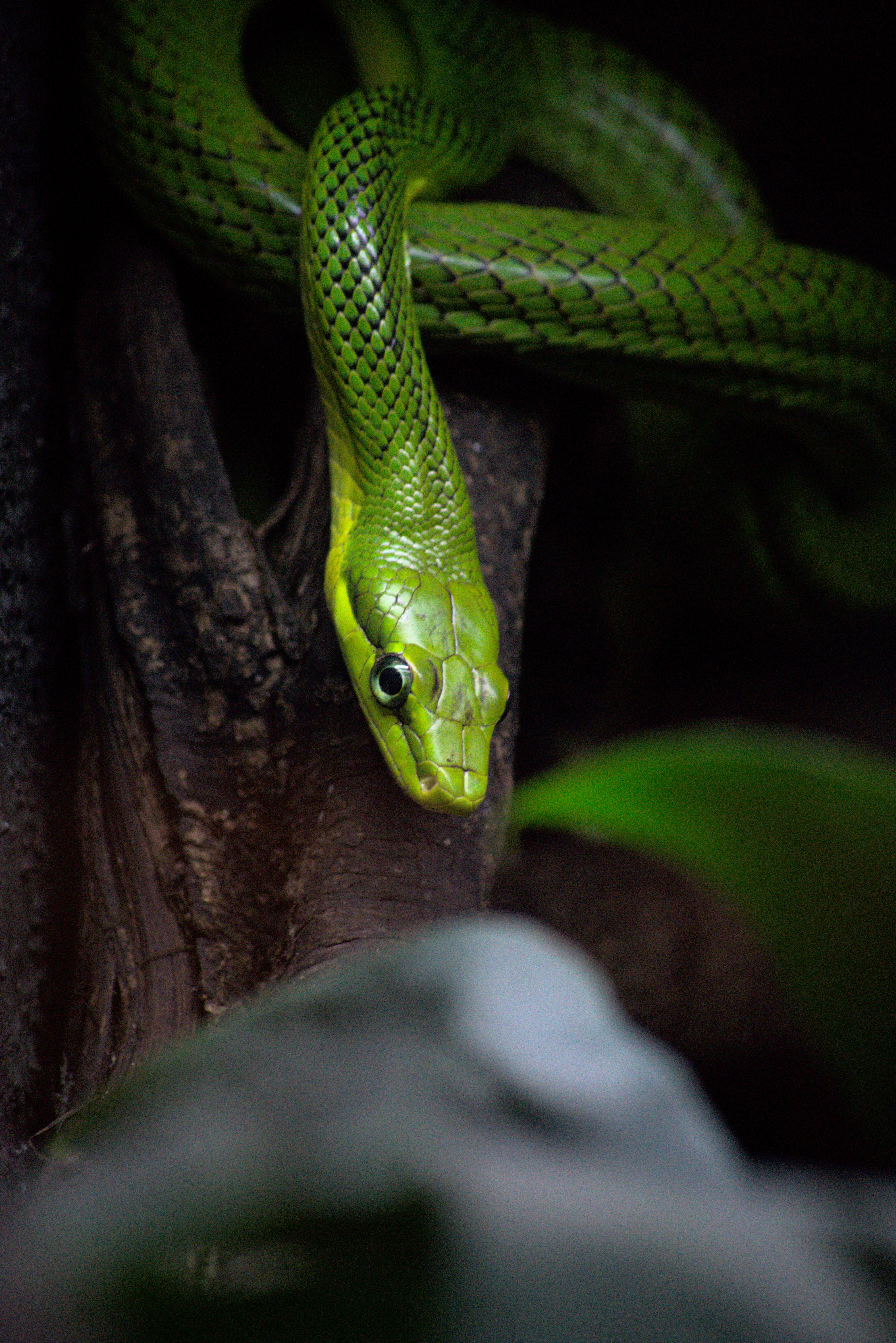 snake, animals, bark, green, wood, tree, reptile High Definition image