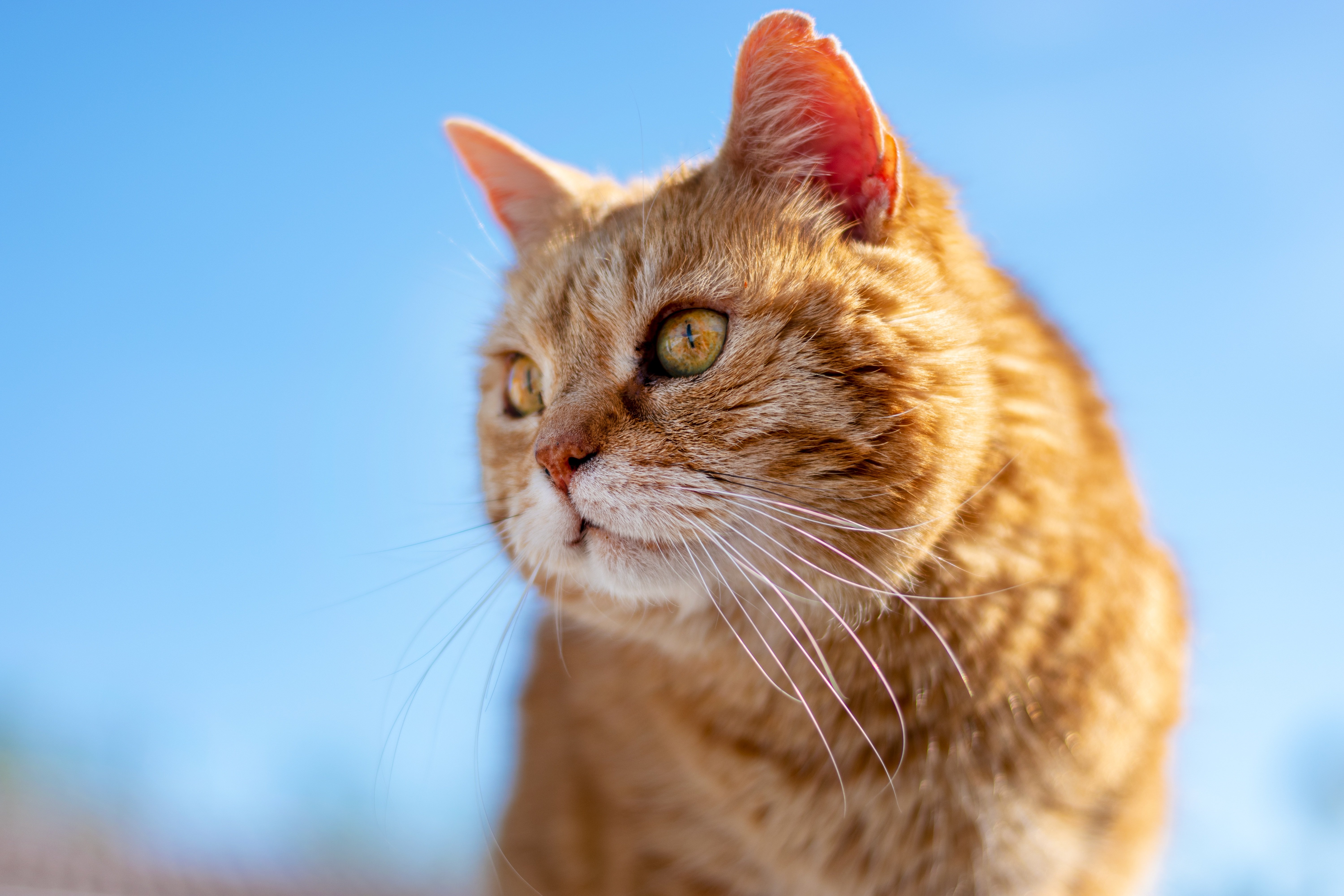 Baixe gratuitamente a imagem Animais, Gatos, Gato na área de trabalho do seu PC