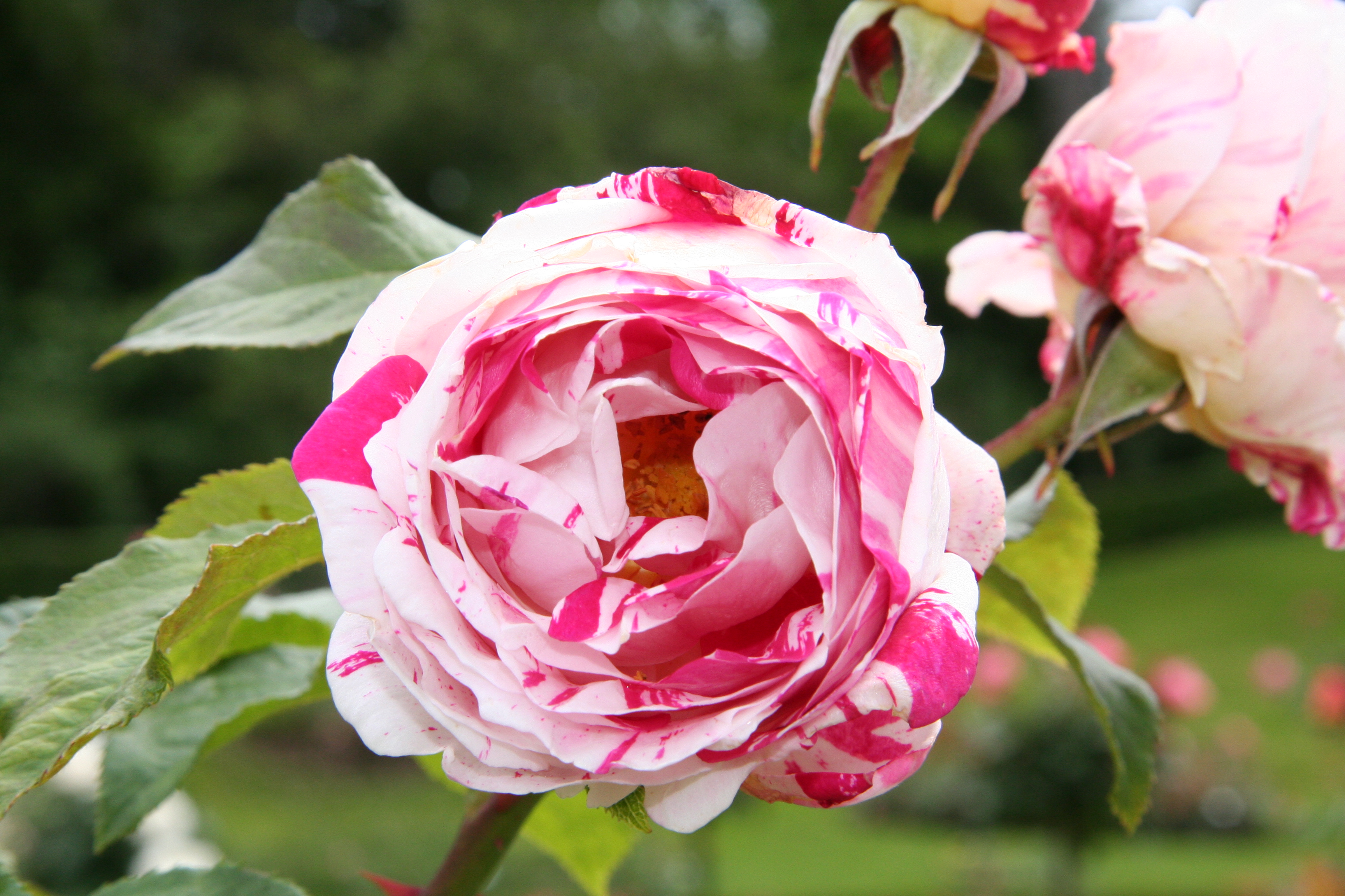 Téléchargez gratuitement l'image Fleurs, Rose, Terre/nature sur le bureau de votre PC