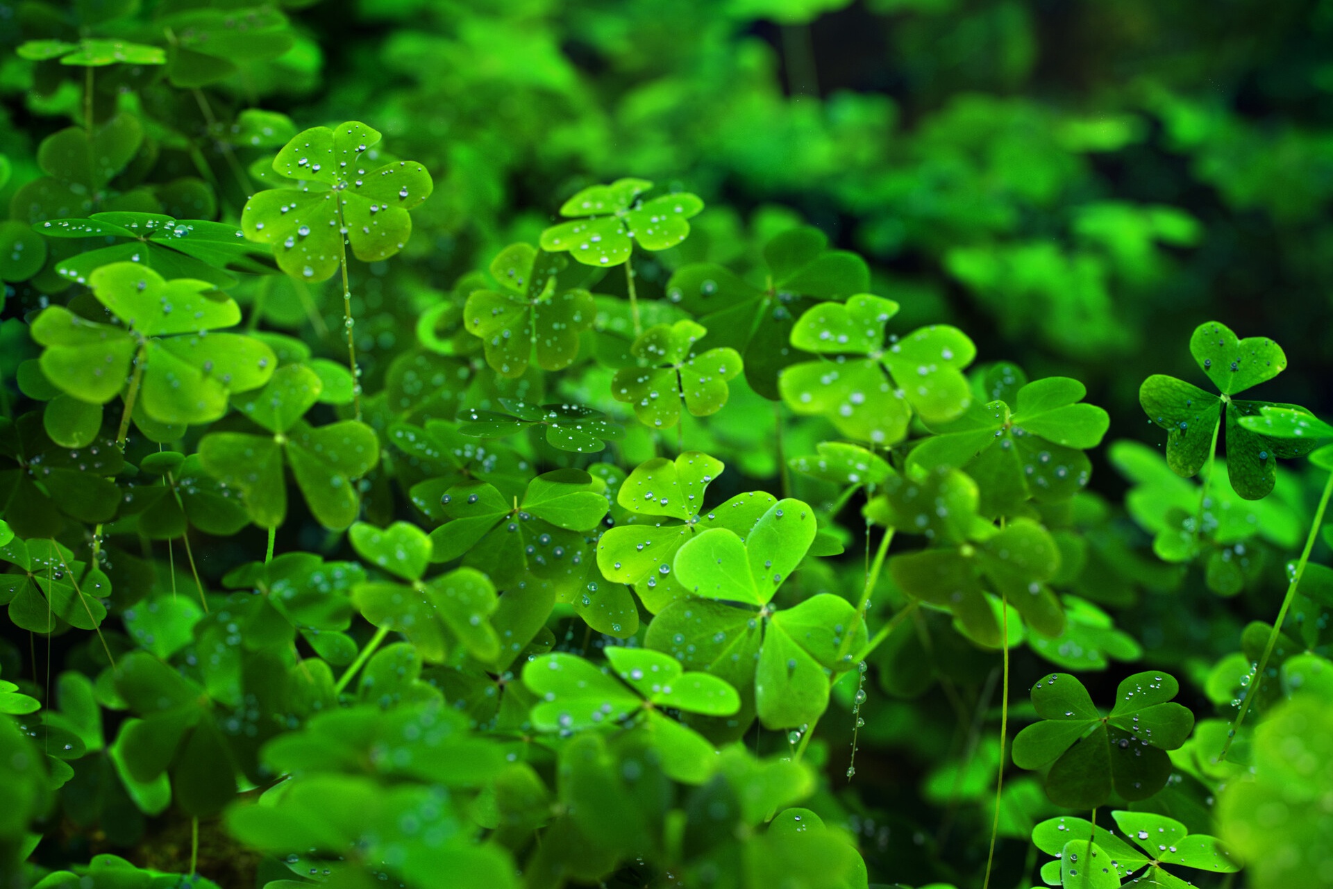 Download mobile wallpaper Nature, Macro, Earth, Clover, Greenery for free.