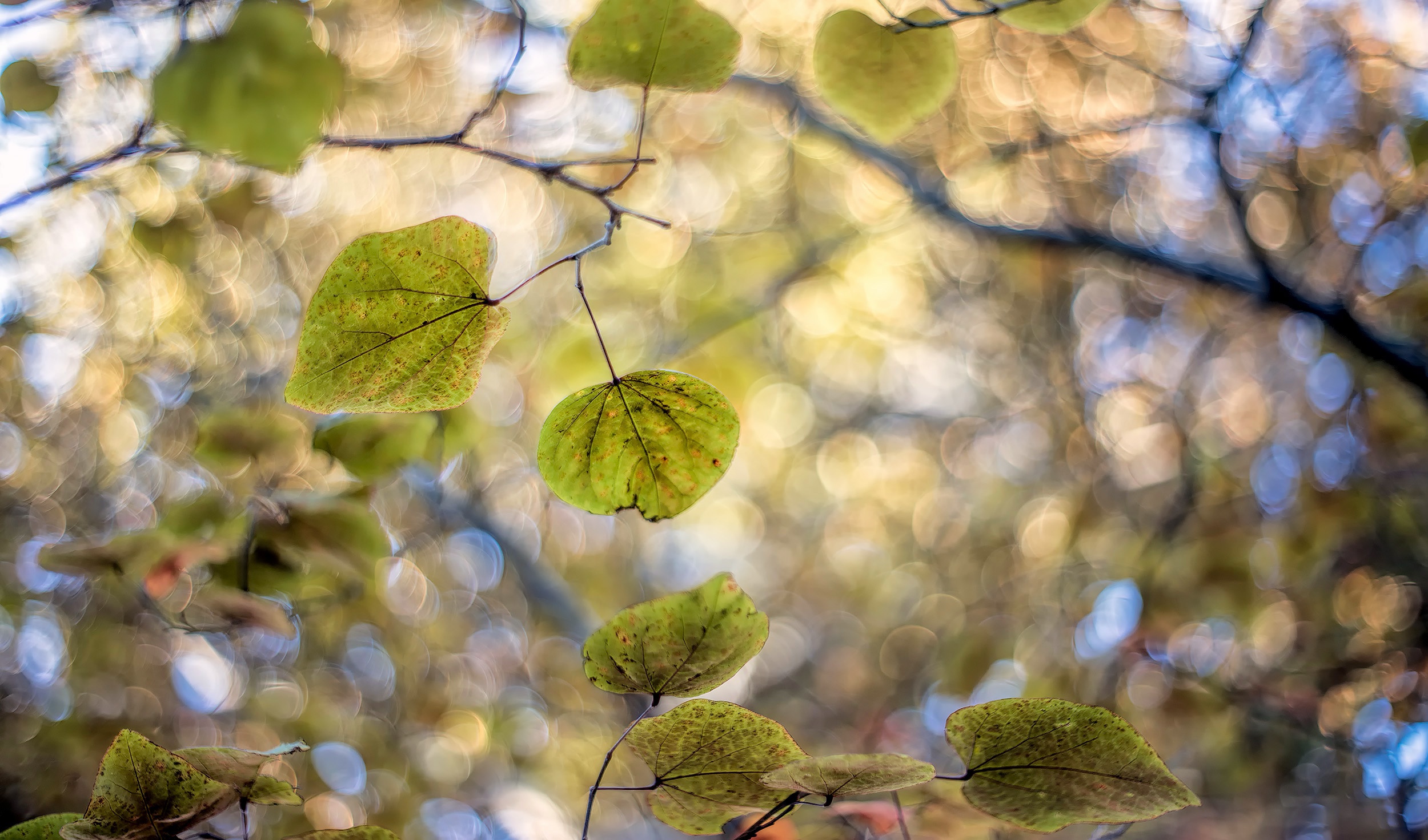 Descarga gratuita de fondo de pantalla para móvil de Naturaleza, Hoja, Rama, Bokeh, Tierra/naturaleza.