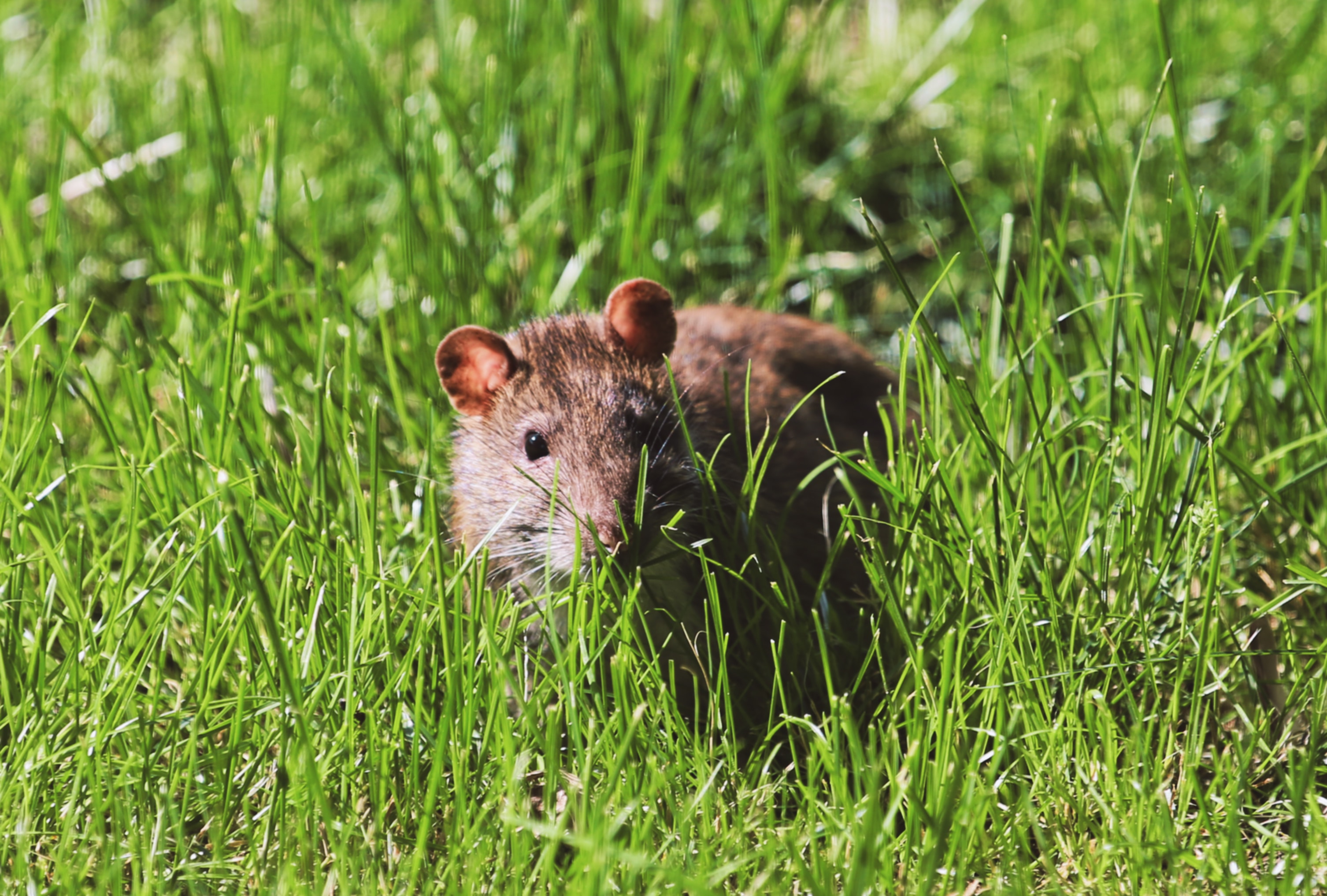 Free download wallpaper Grass, Rodent, Animals, Wildlife, Mouse on your PC desktop