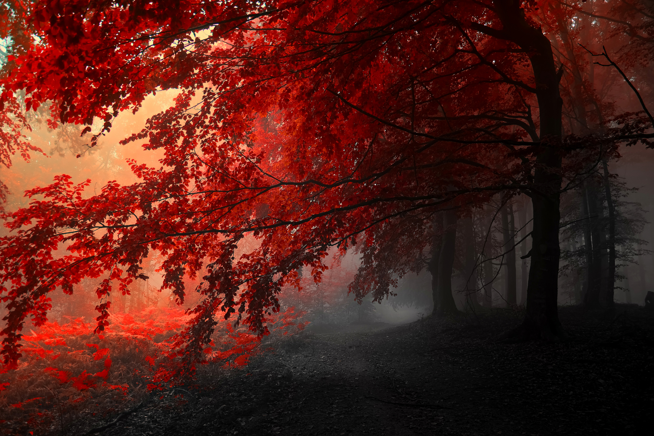 Laden Sie das Bäume, Herbst, Wald, Baum, Erde/natur-Bild kostenlos auf Ihren PC-Desktop herunter