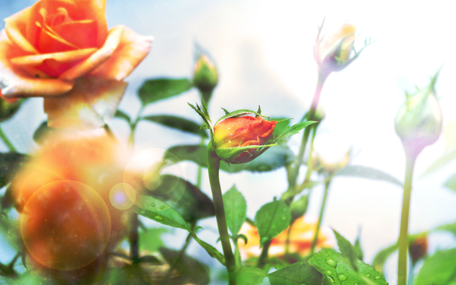 Download mobile wallpaper Bud, Flowers, Flower, Rose, Earth for free.