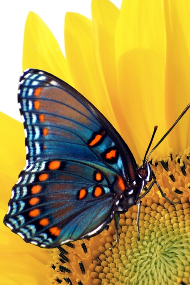 Download mobile wallpaper Butterfly, Animal for free.