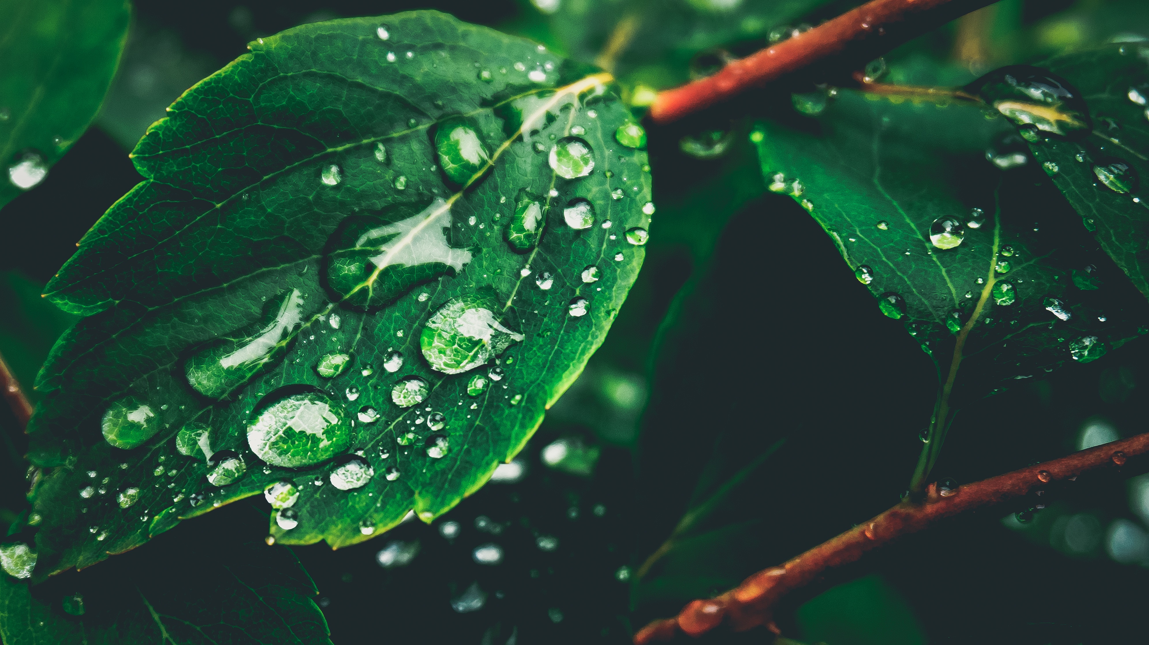 Descarga gratuita de fondo de pantalla para móvil de Naturaleza, Hoja, Tierra/naturaleza, Gota De Agua, Macrofotografía.