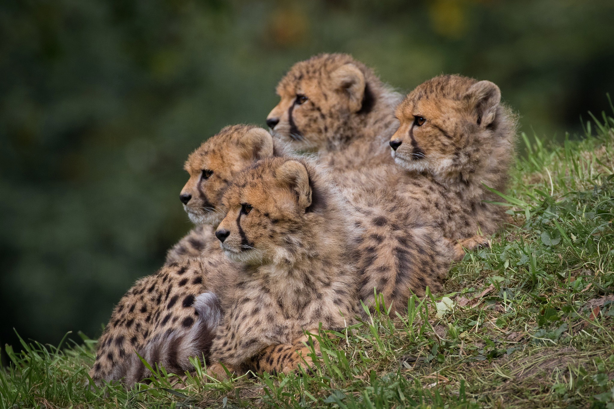 Téléchargez gratuitement l'image Animaux, Chats, Guépard, Lionceau, Bébé Animal sur le bureau de votre PC