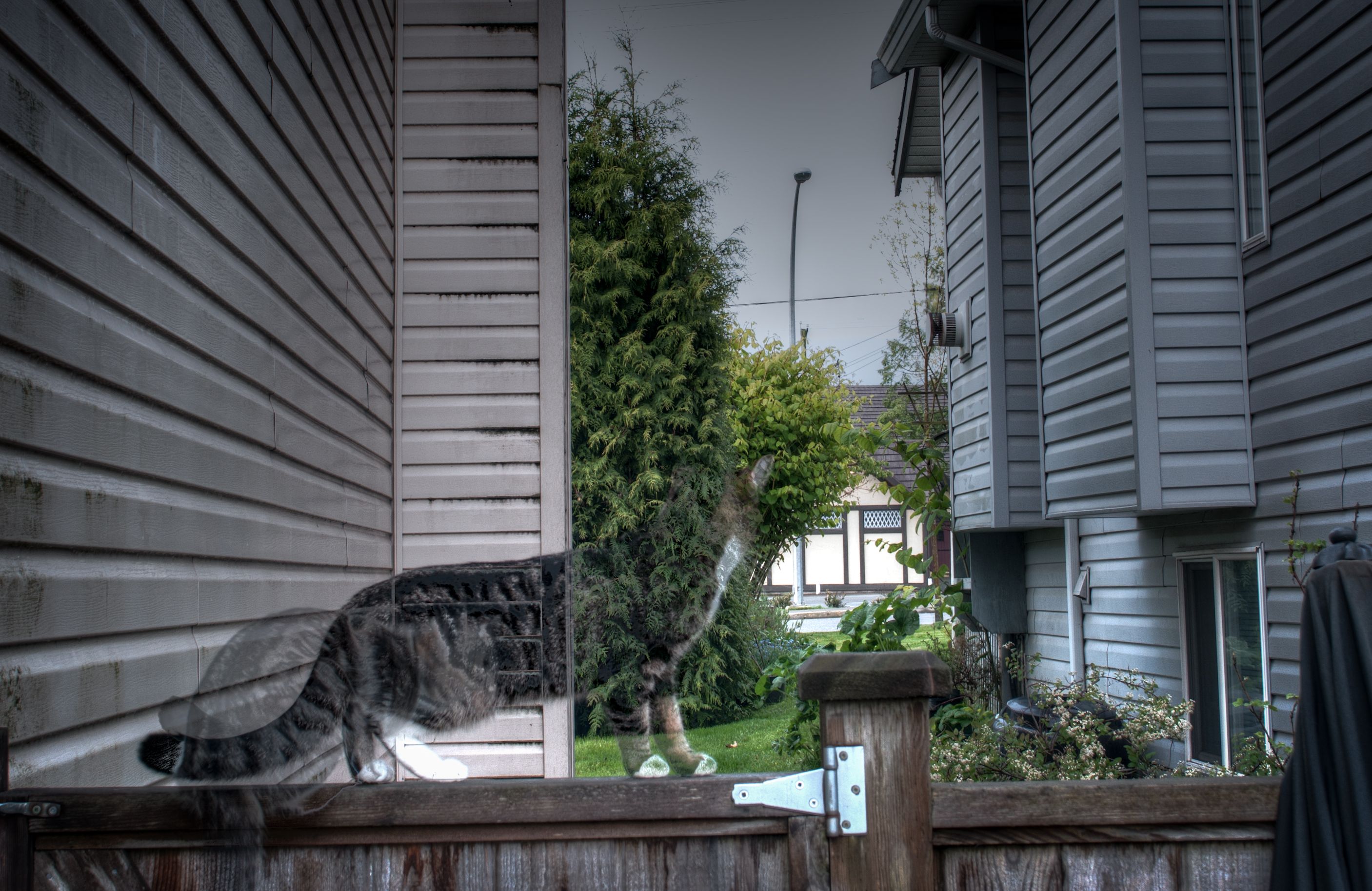 Handy-Wallpaper Tiere, Katzen, Katze kostenlos herunterladen.