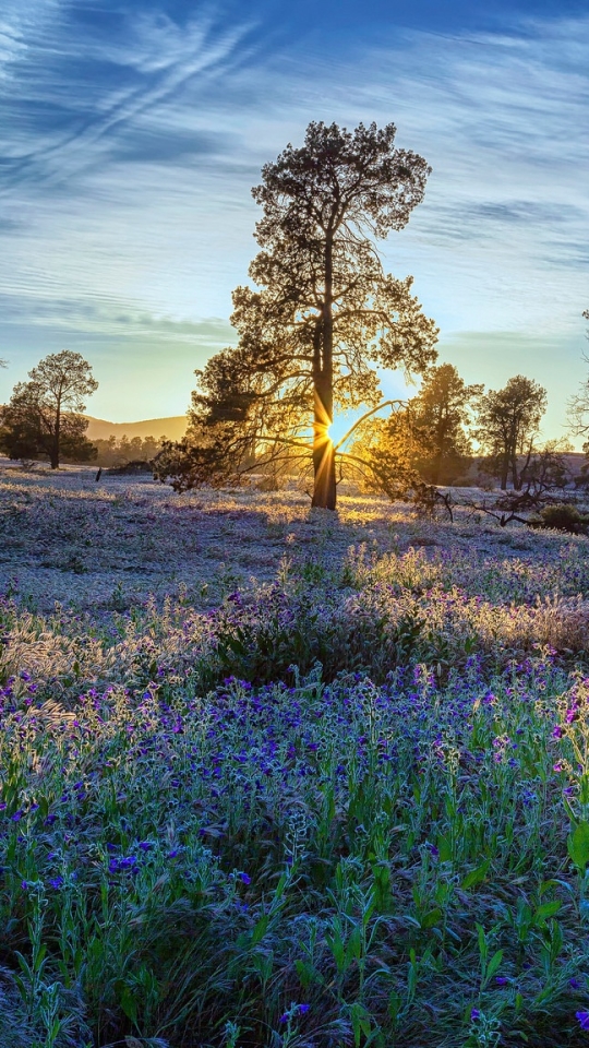 Download mobile wallpaper Nature, Flower, Tree, Sunrise, Earth, Meadow, Blue Flower for free.