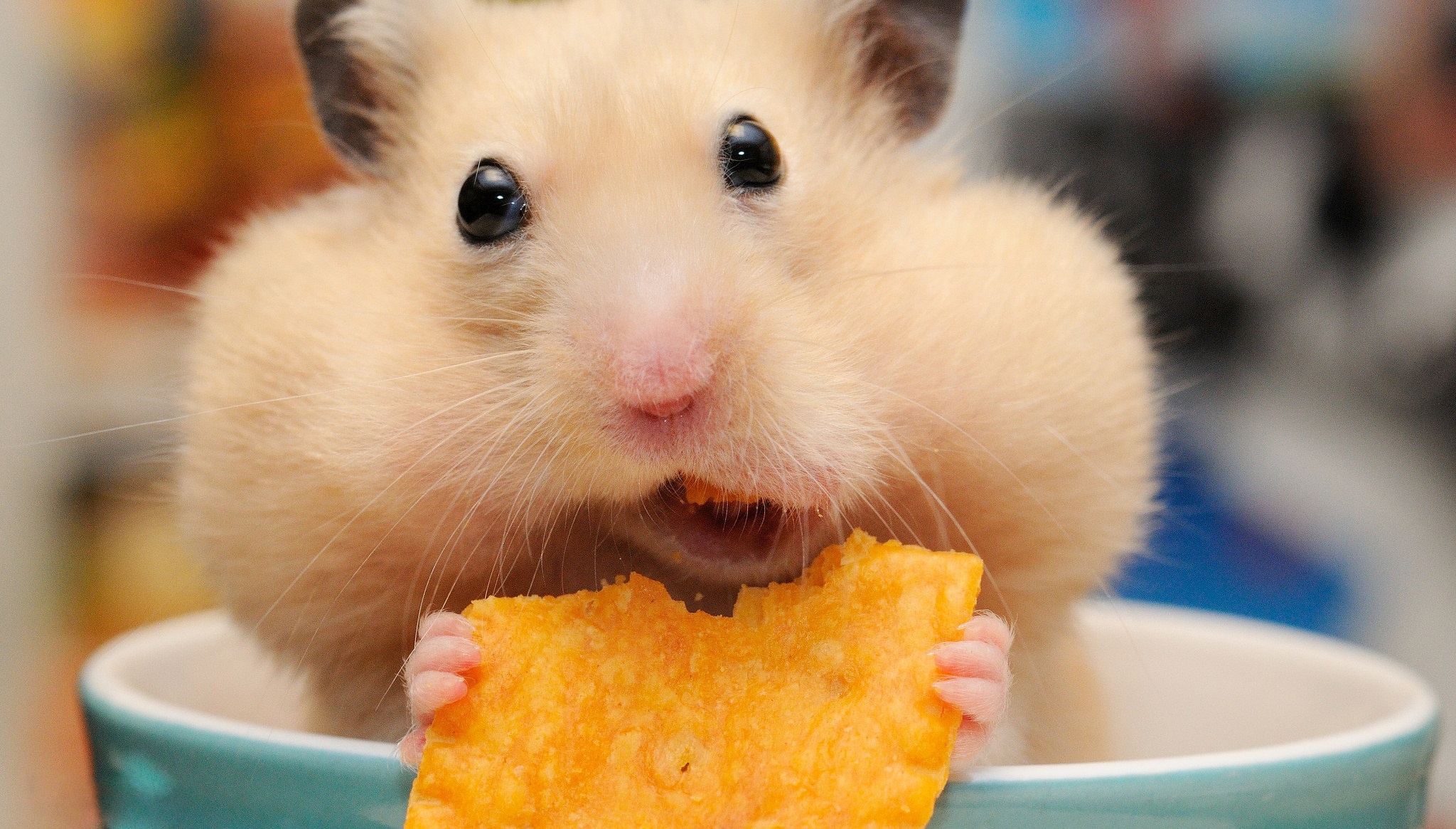close up, animal, hamster, eating, rodent