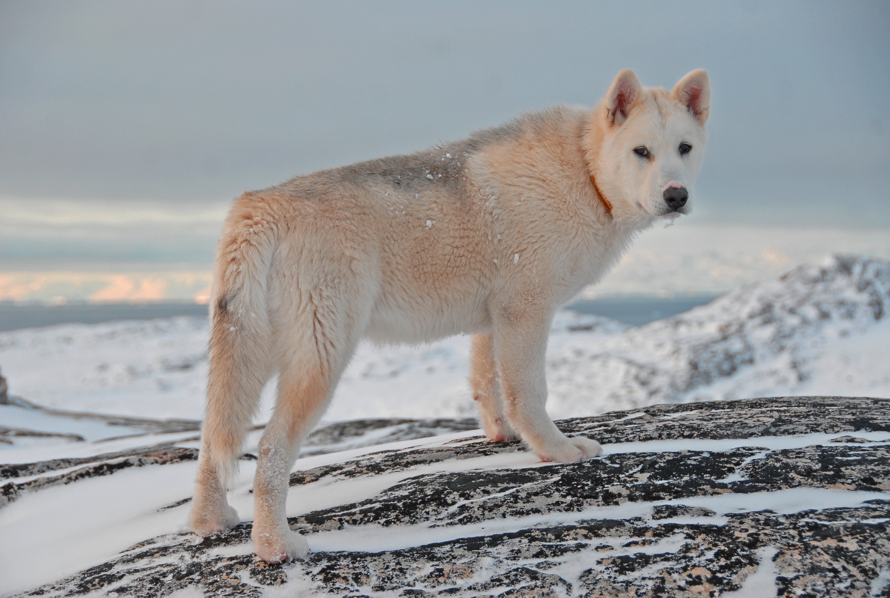 Скачать обои бесплатно Гренландская Собака, Животные, Снег, Собака картинка на рабочий стол ПК