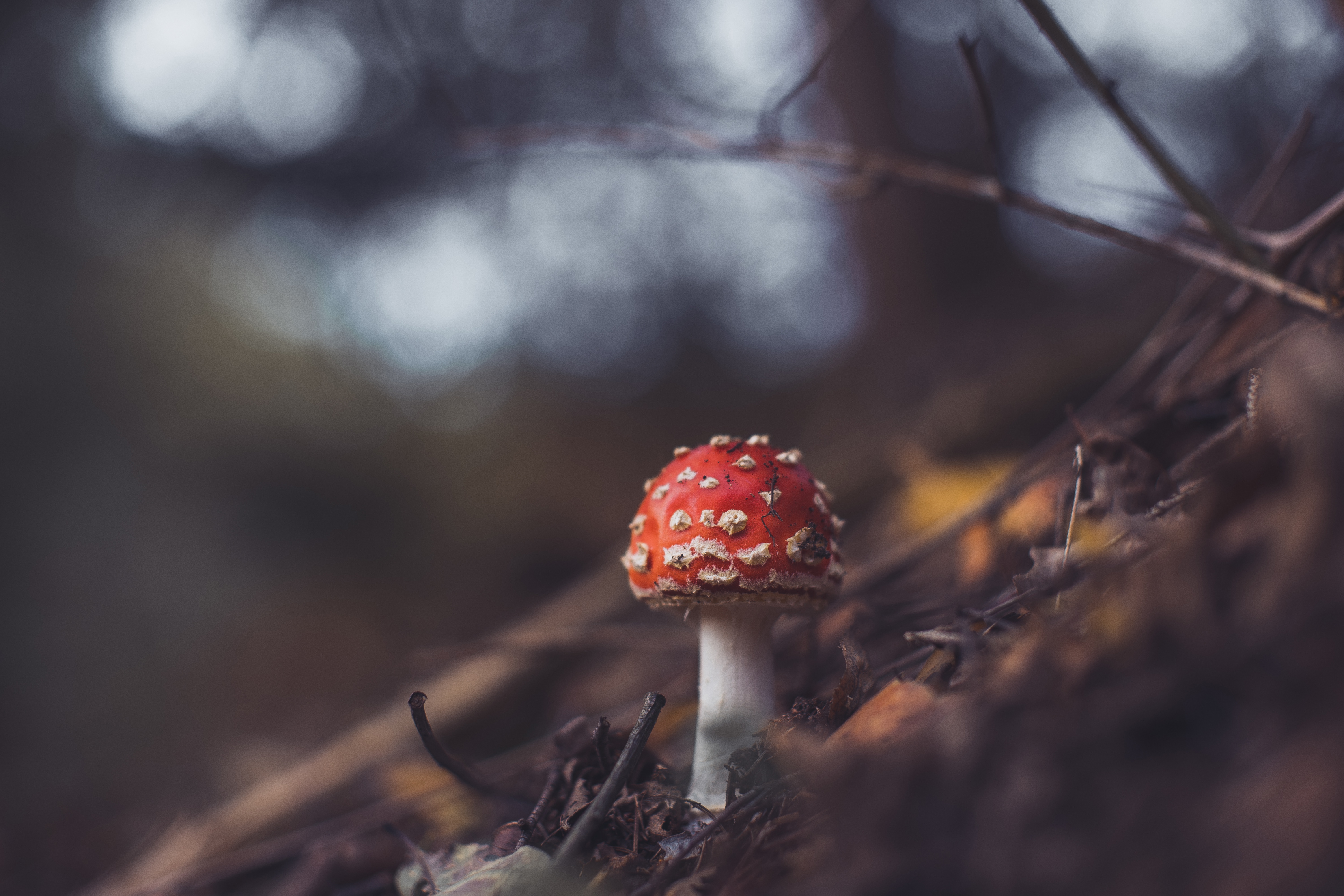 Free download wallpaper Nature, Close Up, Earth, Mushroom on your PC desktop