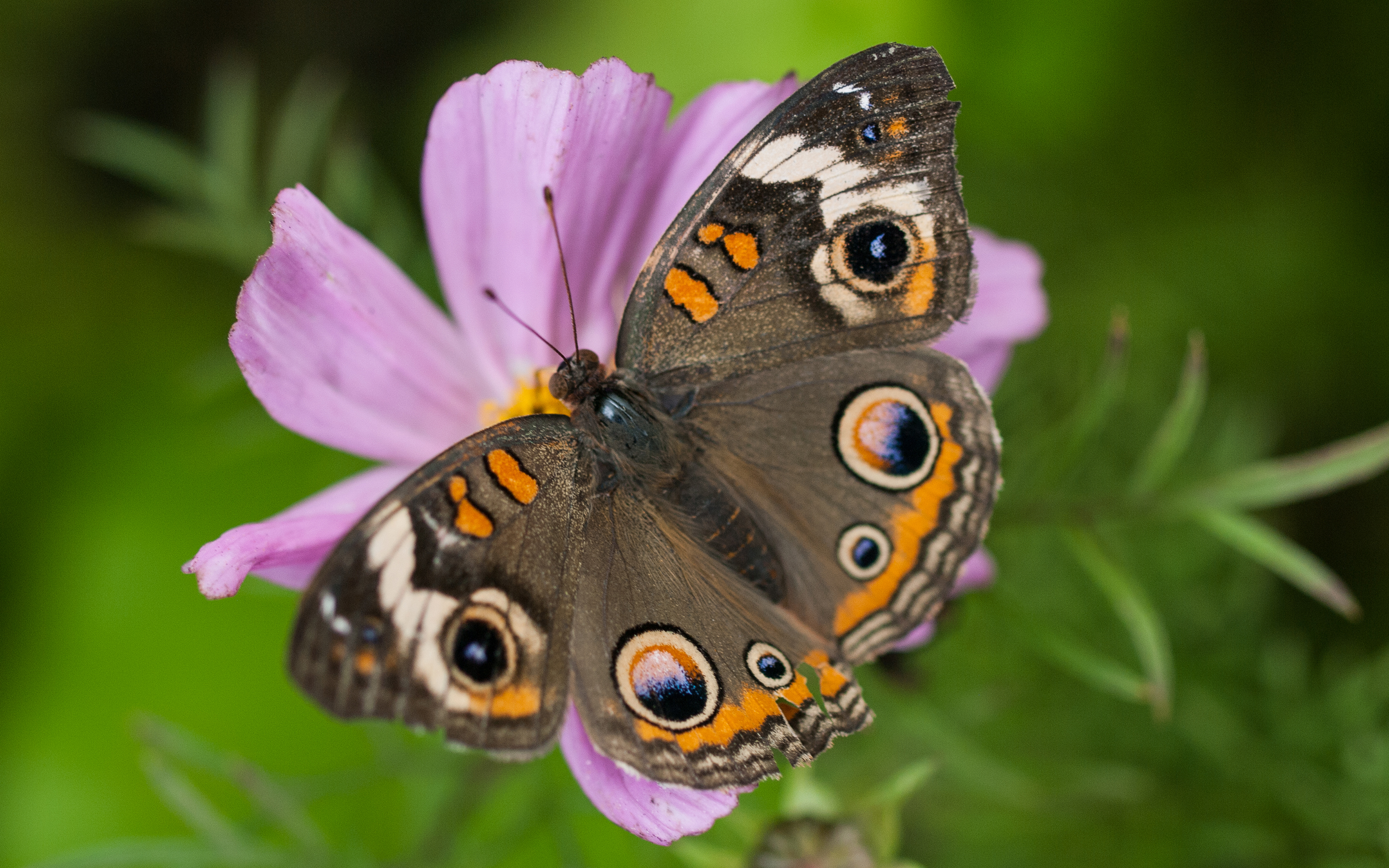 Laden Sie das Tiere, Schmetterlinge, Blume, Makro-Bild kostenlos auf Ihren PC-Desktop herunter