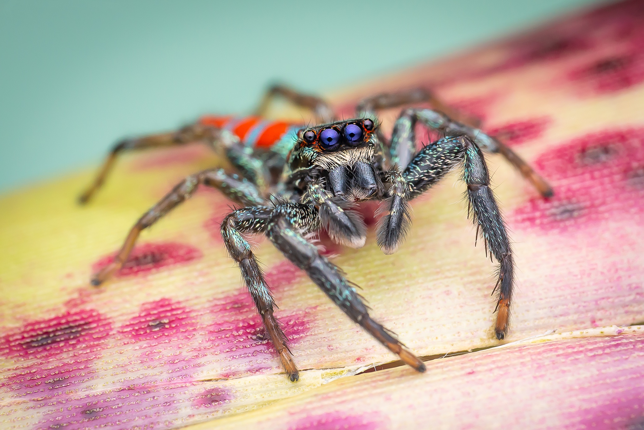 Download mobile wallpaper Spiders, Macro, Animal, Spider, Arachnid for free.