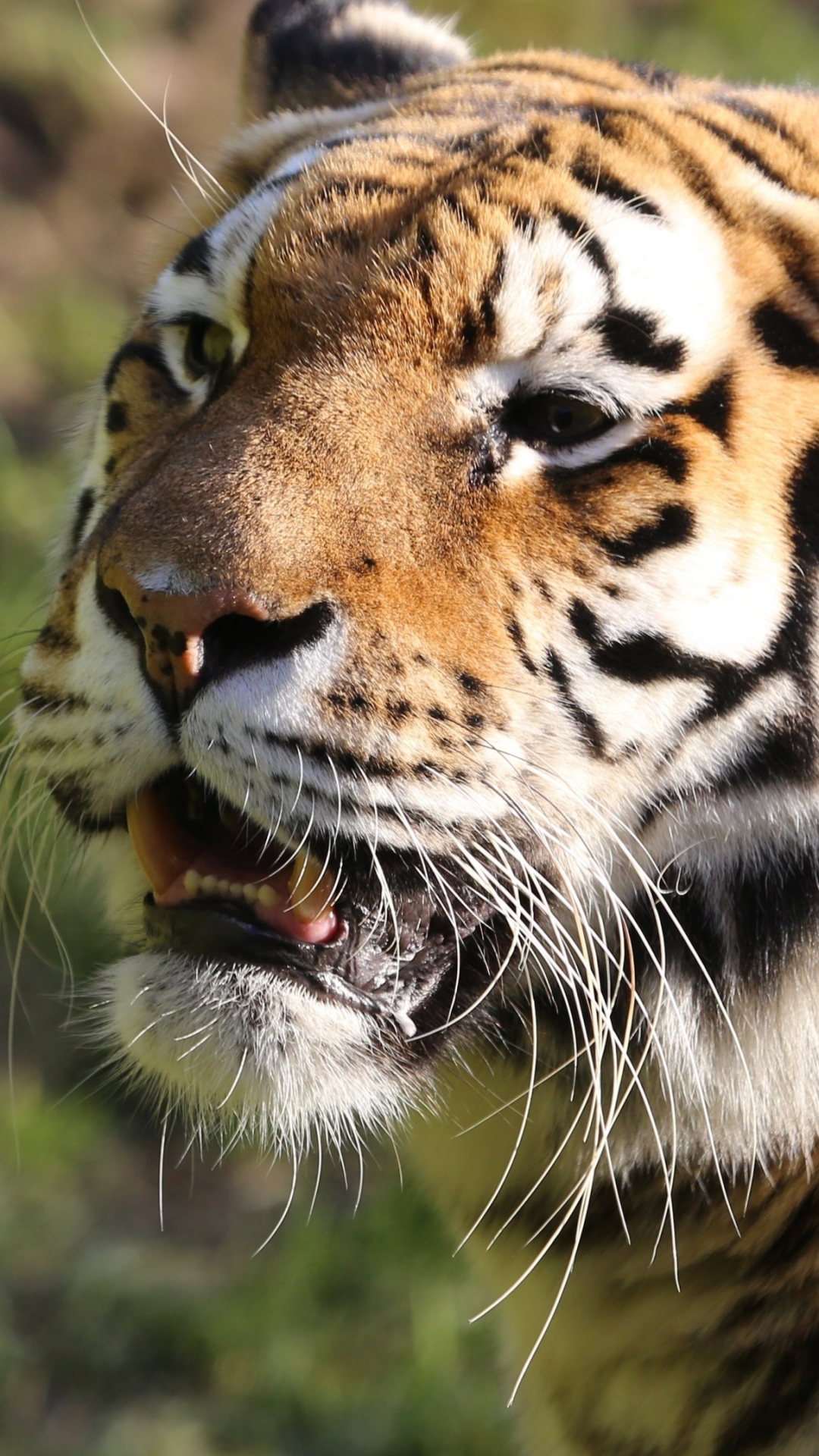 Baixar papel de parede para celular de Gatos, Animais, Tigre gratuito.