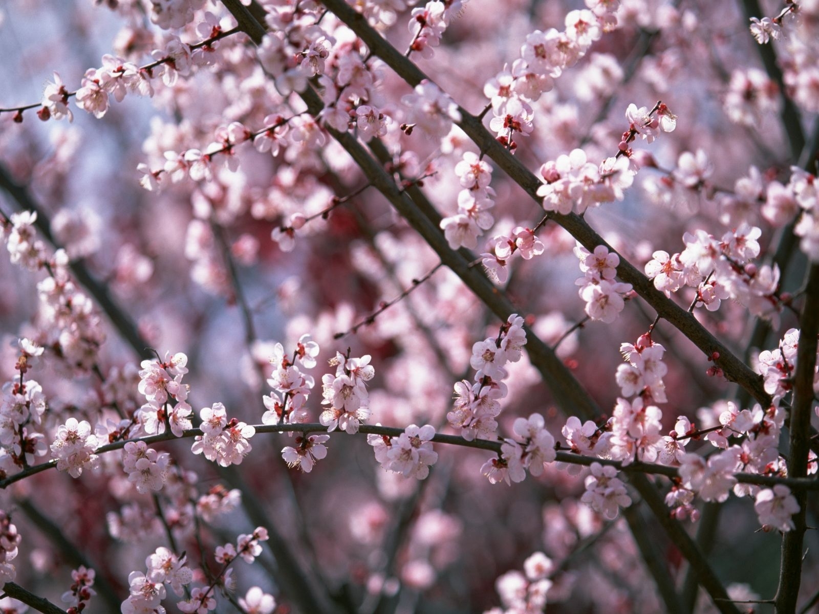 Descarga gratis la imagen Flores, Cereza, Plantas, Sakura en el escritorio de tu PC