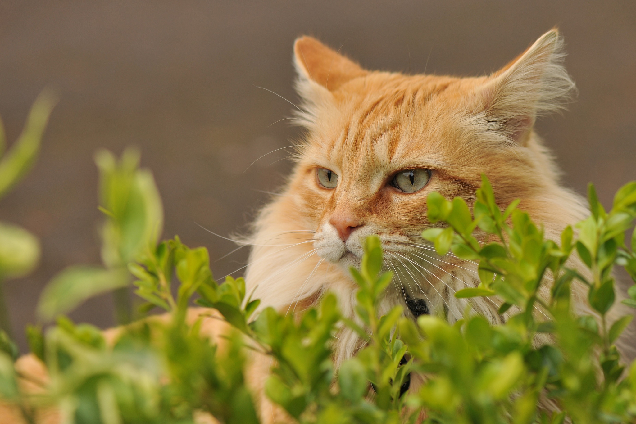 Baixe gratuitamente a imagem Animais, Gatos, Gato na área de trabalho do seu PC