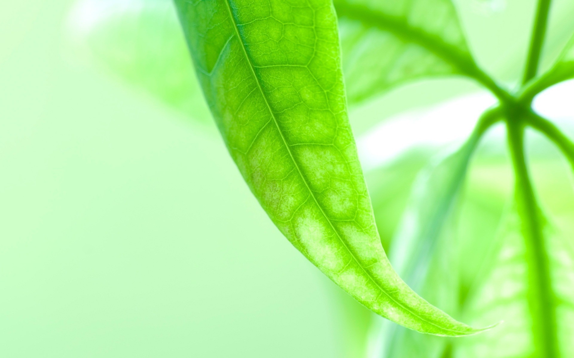 Free download wallpaper Plants, Leaves on your PC desktop