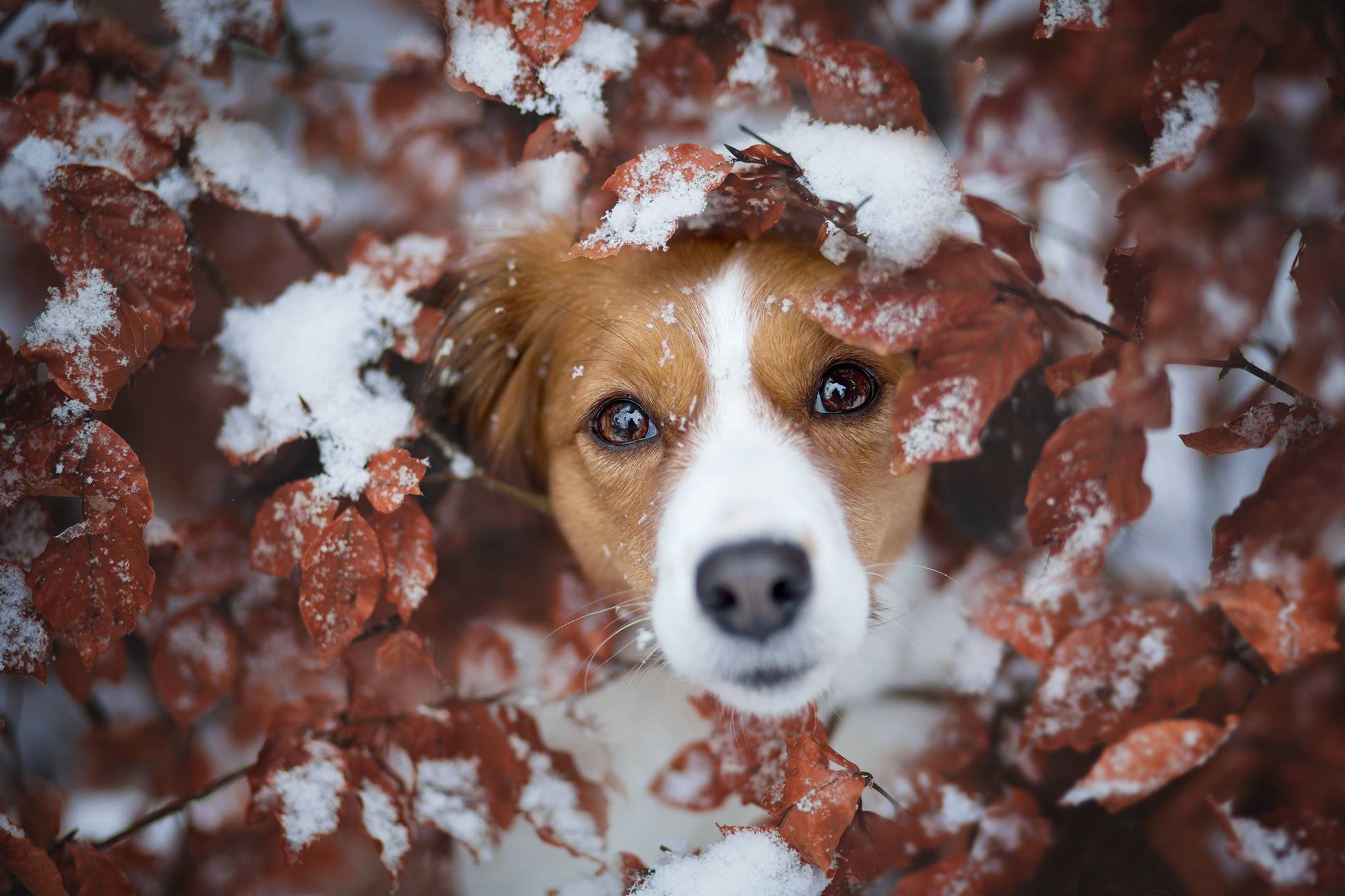 Download mobile wallpaper Dogs, Snow, Dog, Leaf, Animal for free.