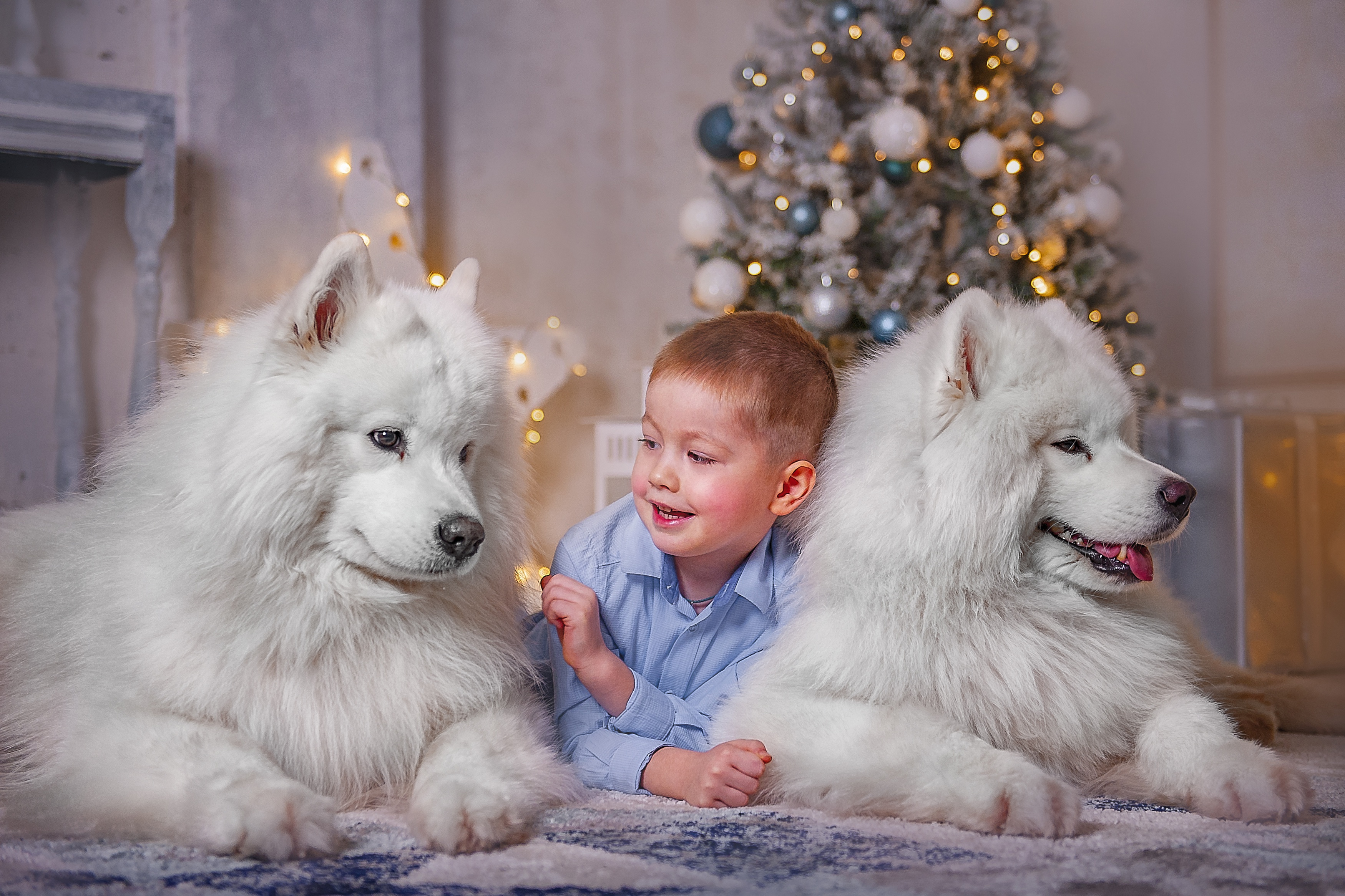 Handy-Wallpaper Hund, Kind, Fotografie, Samojede, Kleiner Junge kostenlos herunterladen.