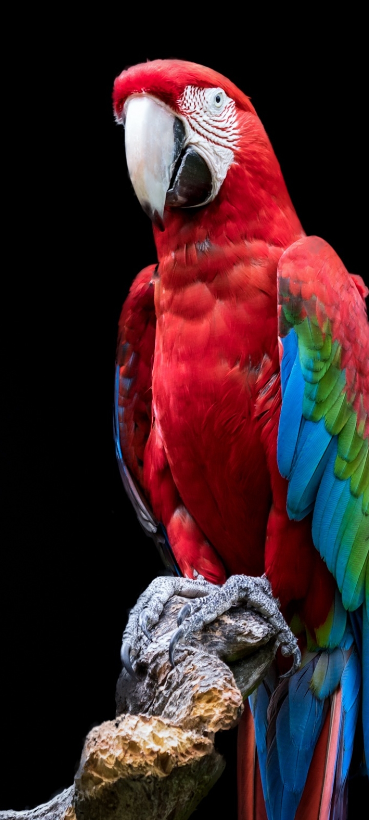 Download mobile wallpaper Birds, Bird, Animal, Macaw, Parrot, Red And Green Macaw for free.