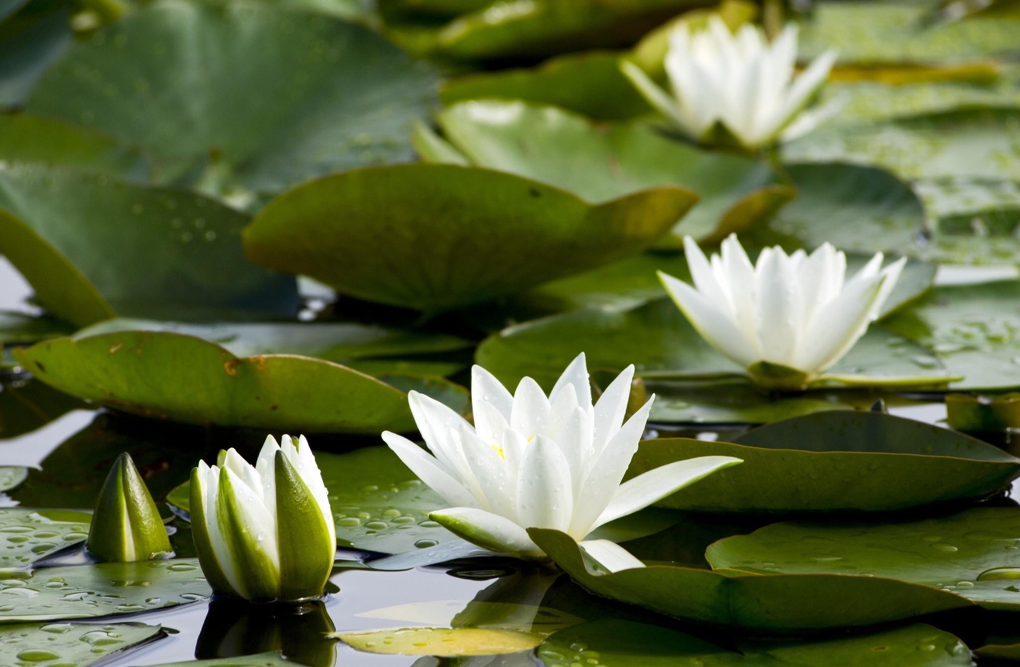 flowers, water, leaves, water lilies, white, pond, snow white