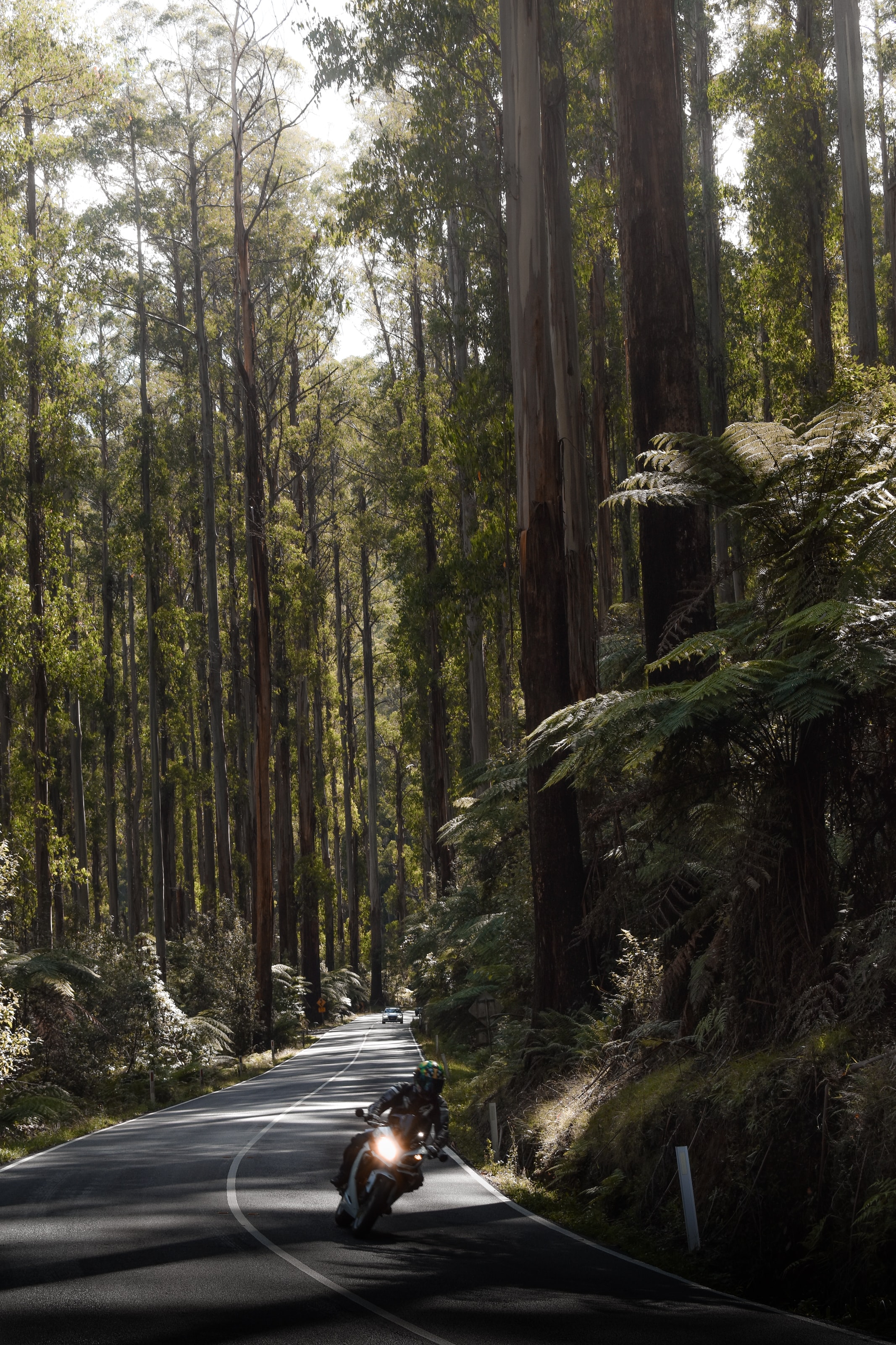 speed, motorcyclist, motorcycle, motorcycles, road, forest 8K