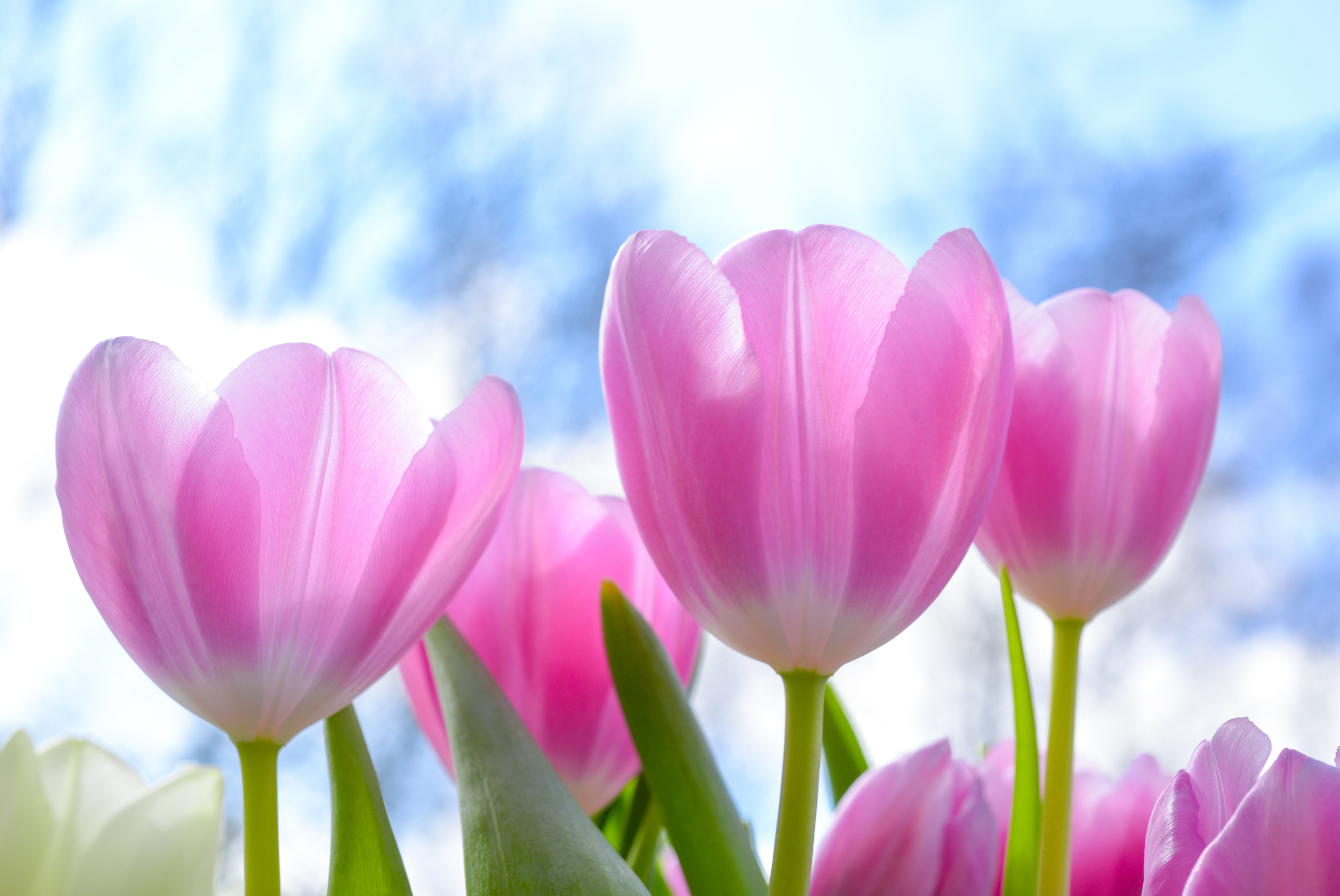 Baixar papel de parede para celular de Flores, Flor, Flor Rosa, Tulipa, Terra/natureza gratuito.