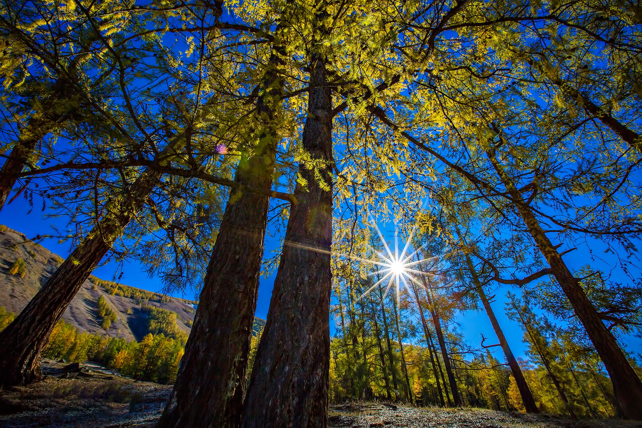 Скачать картинку Осень, Солнце, Лес, Дерево, Земля/природа в телефон бесплатно.