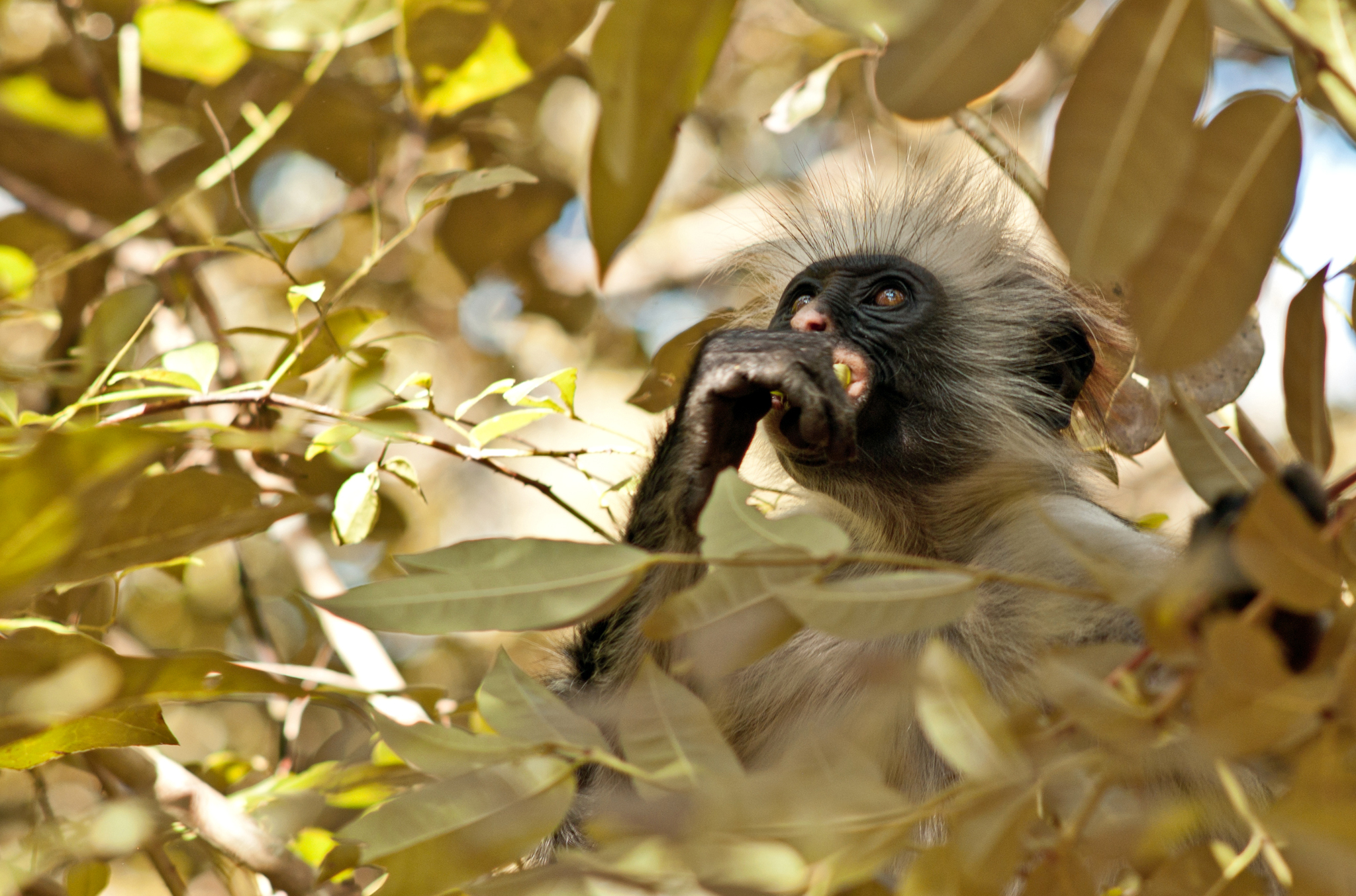 Descarga gratis la imagen Animales, Monos, Mono, Primate en el escritorio de tu PC