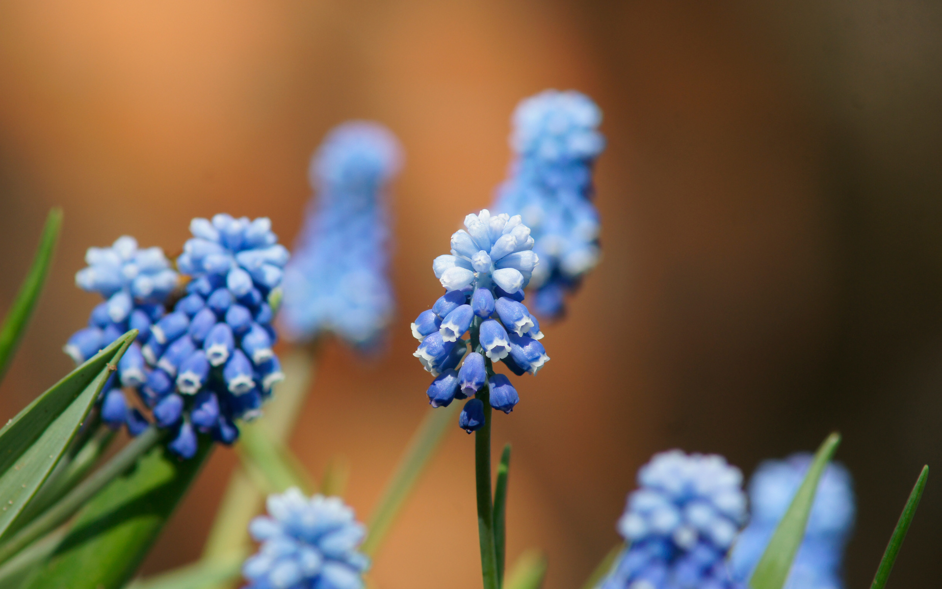 Descarga gratis la imagen Flores, Flor, Tierra/naturaleza en el escritorio de tu PC