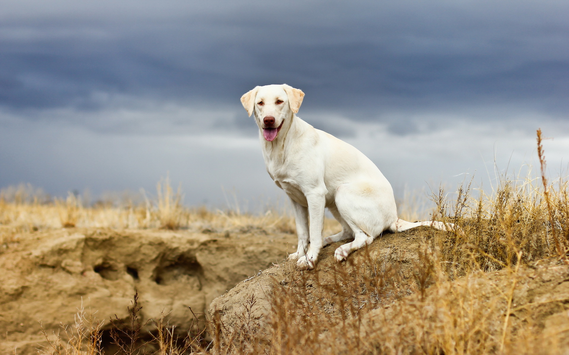 Baixe gratuitamente a imagem Animais, Cães, Cão, Labrador Retriever na área de trabalho do seu PC