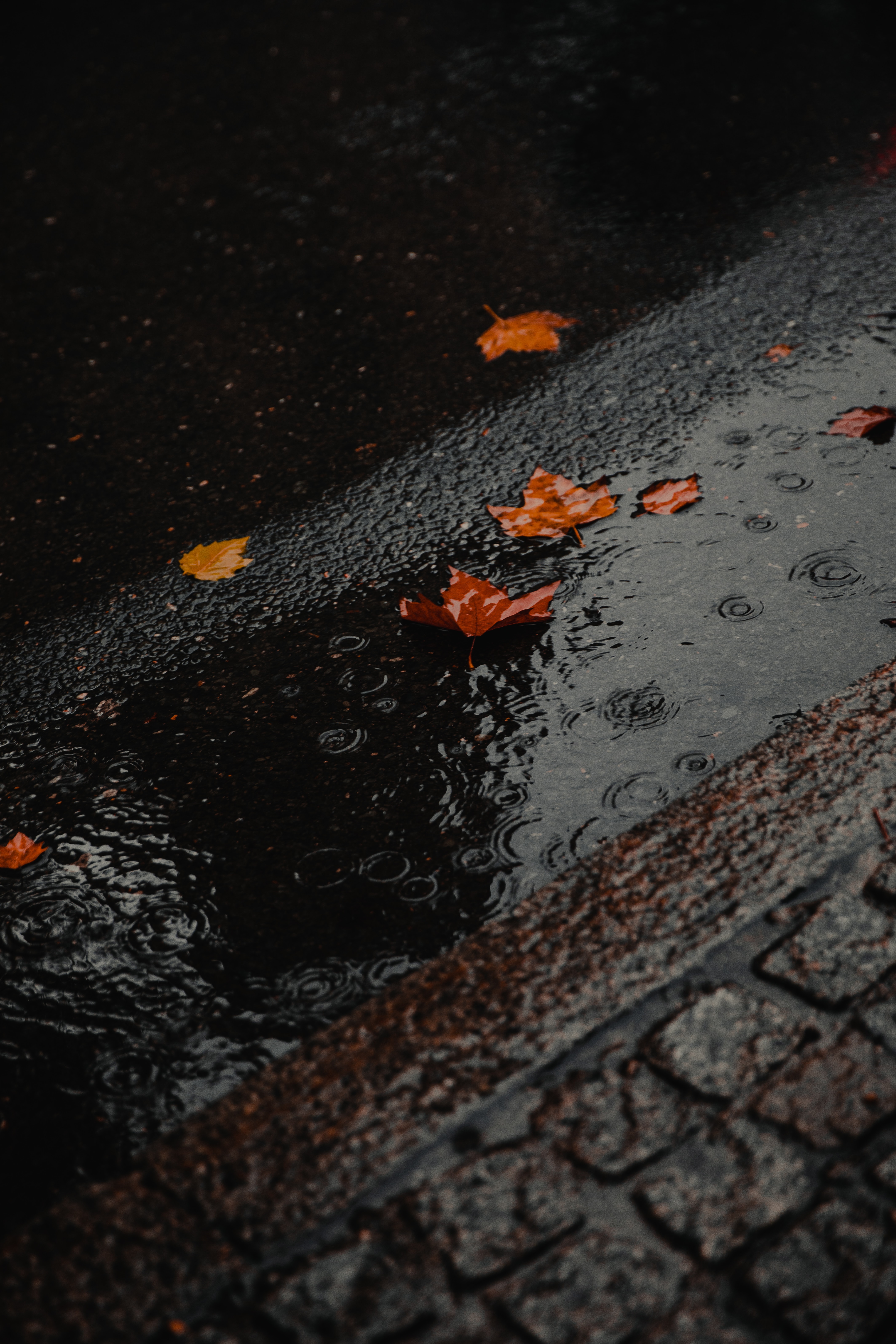 rain, asphalt, nature, wet, foliage, puddle