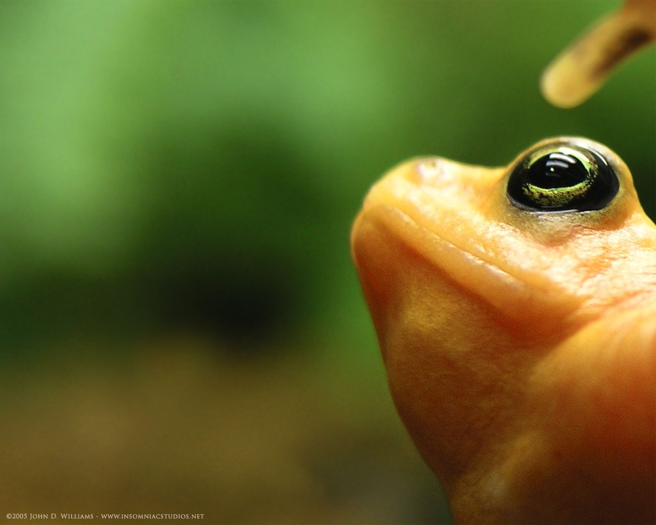 Download mobile wallpaper Animal, Frog for free.