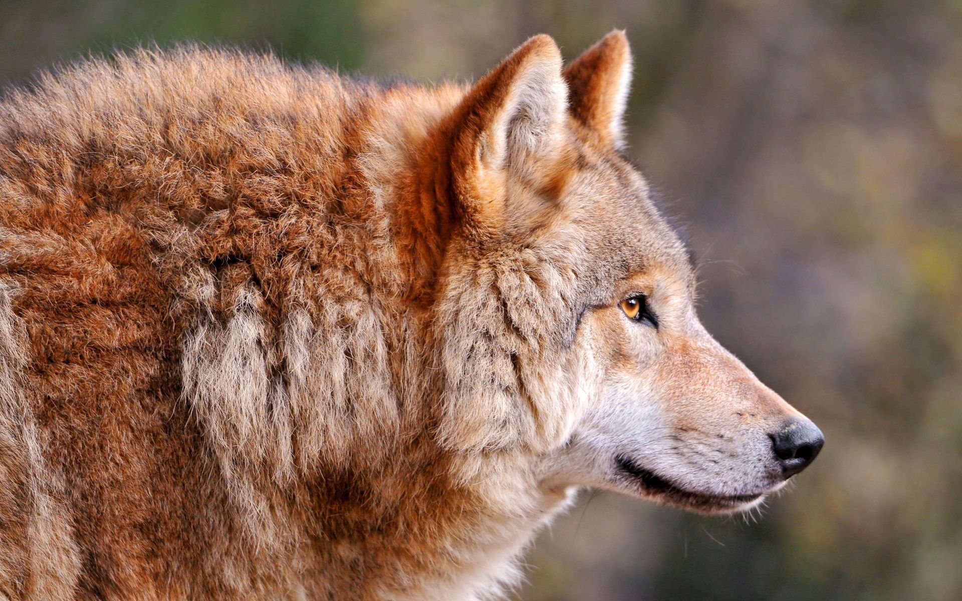wolf, animals, muzzle, predator, sight, opinion, profile 1080p
