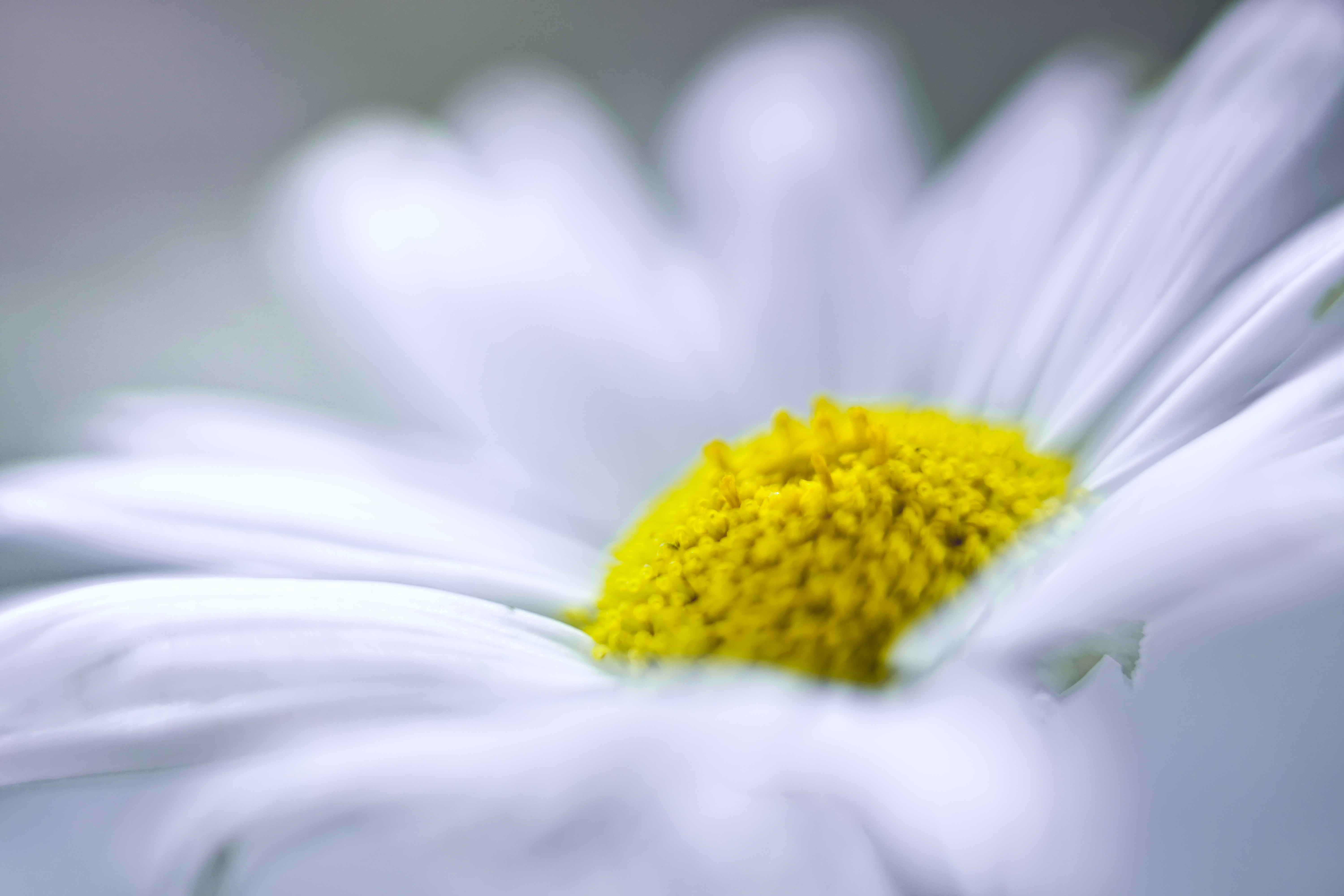 Free download wallpaper Flowers, Flower, Macro, Earth on your PC desktop