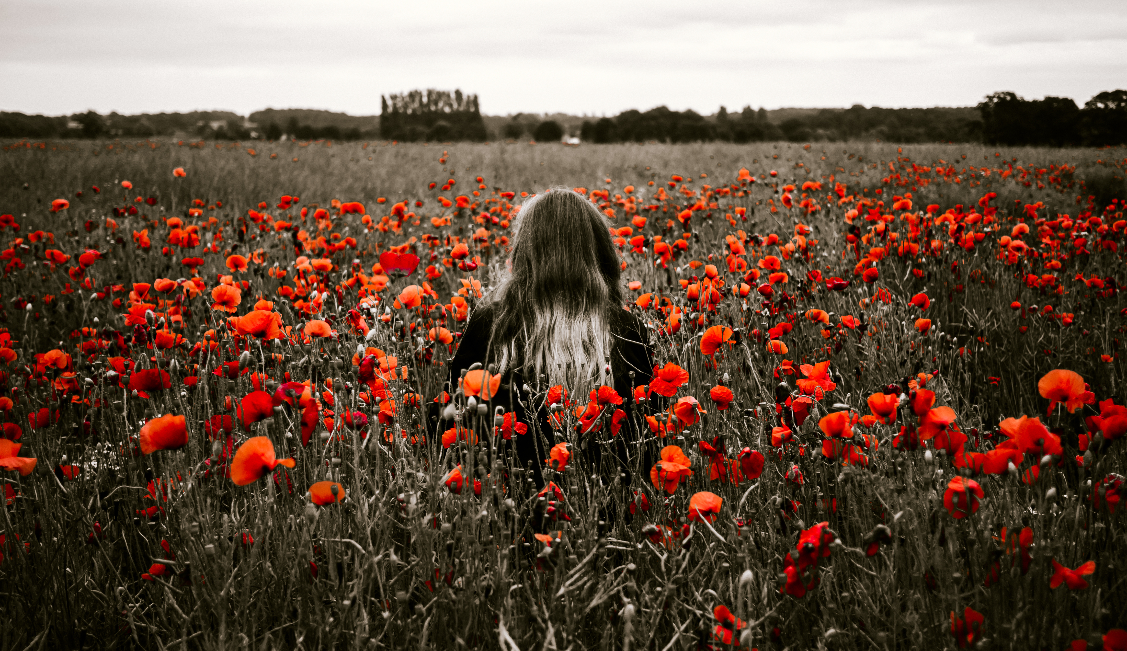 girl, flowers, poppies, nature, field