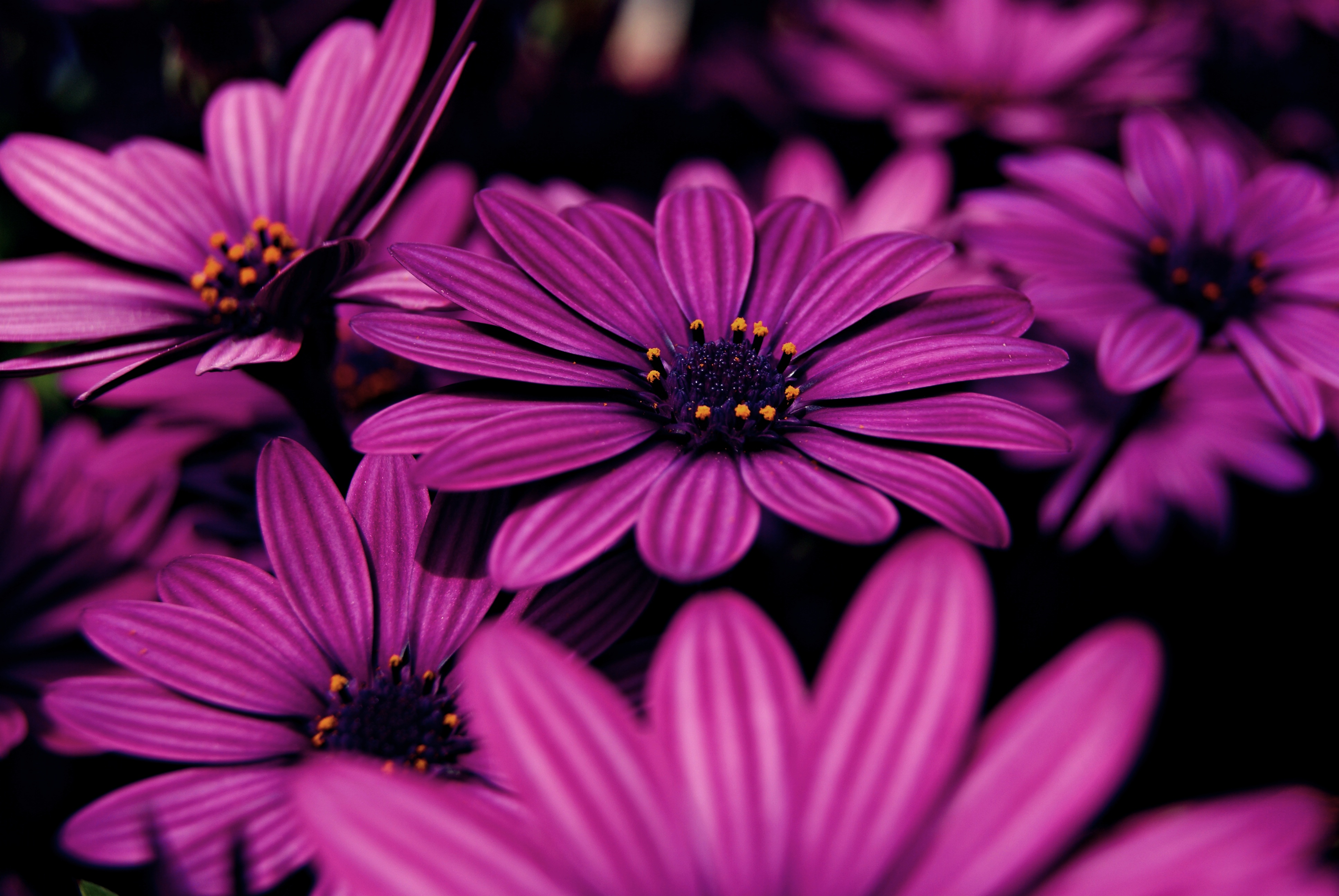 無料モバイル壁紙花, 閉じる, 地球, デイジー, アフリカンデイジー, 紫色の花をダウンロードします。