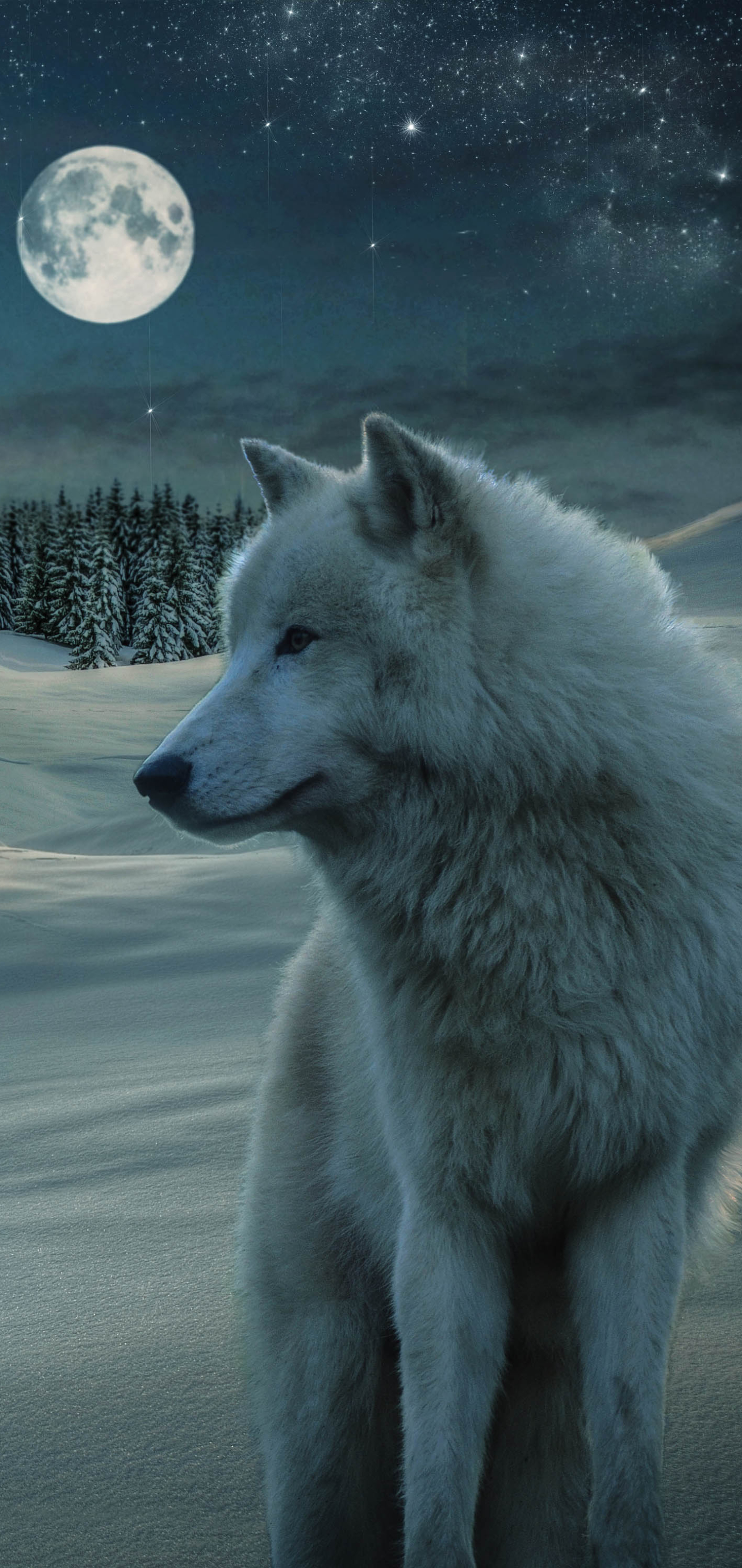 Скачать картинку Животные, Волки, Зима, Звезды, Ночь, Луна, Снег, Волк, Белый Волк в телефон бесплатно.