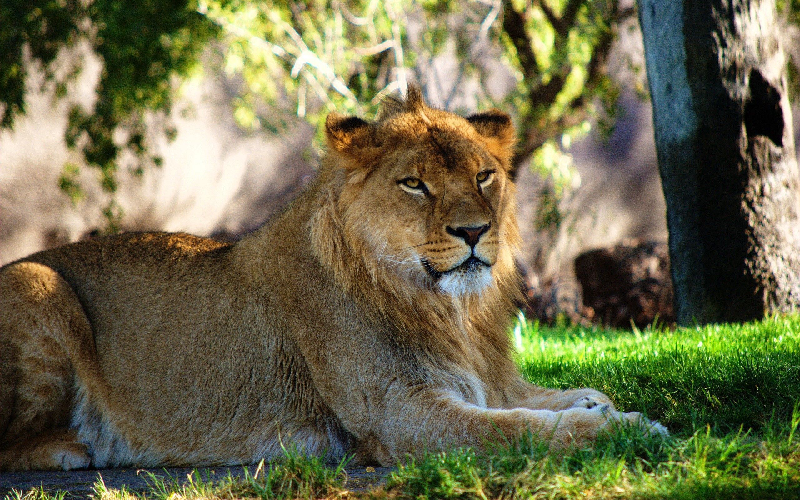 lioness, grass, animals, to lie down, lie, relaxation, rest wallpapers for tablet
