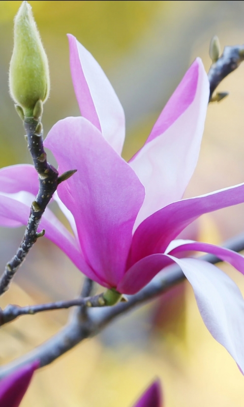 Descarga gratuita de fondo de pantalla para móvil de Árboles, Flor, Florecer, Primavera, Magnolia, Tierra/naturaleza.
