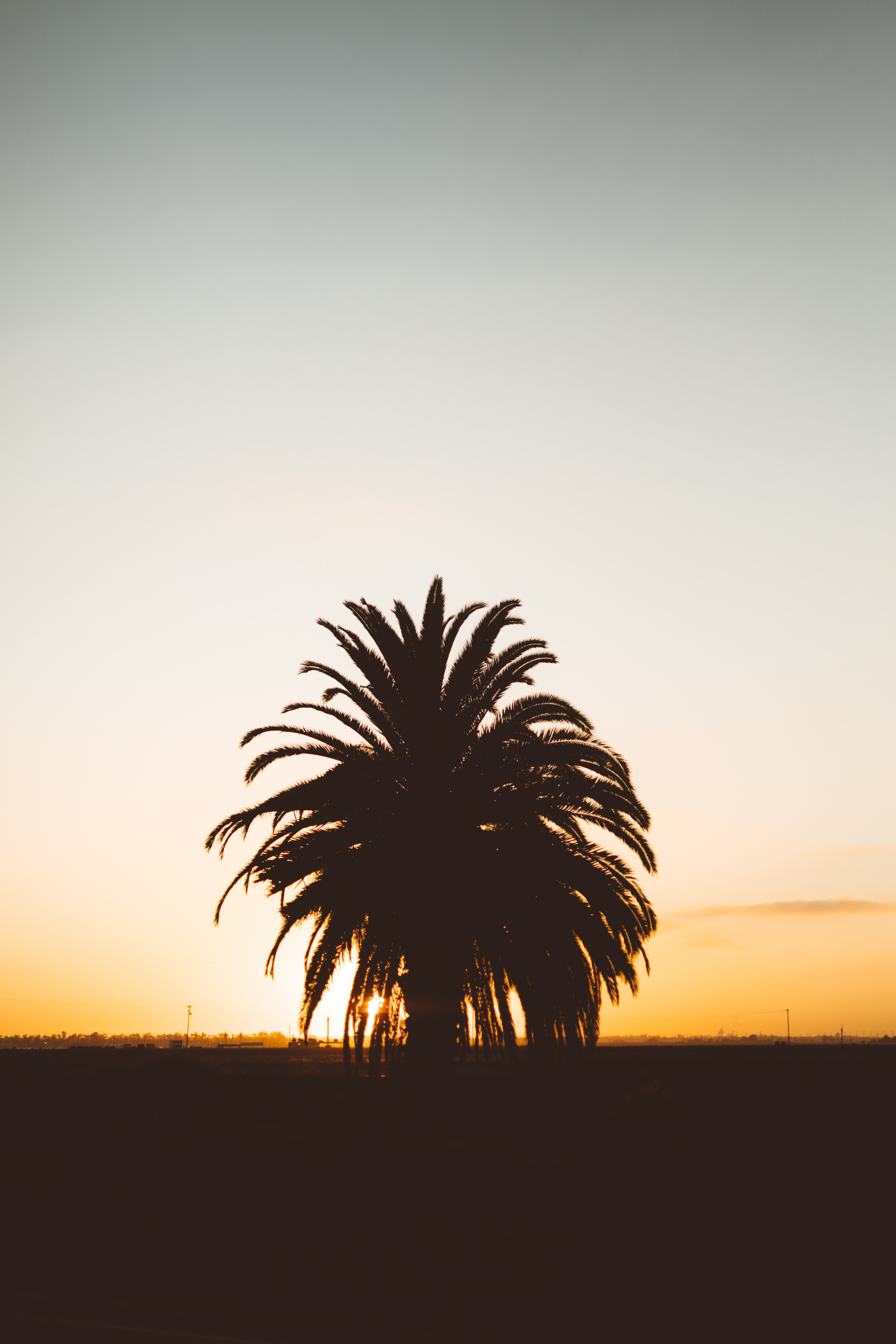 palm, nature, sunset, horizon, silhouette, shadows phone background