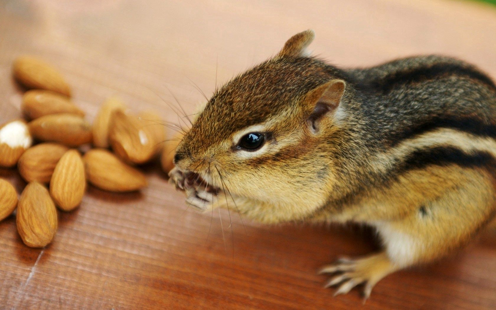 nuts, animals, animal, rodent, chipmunk