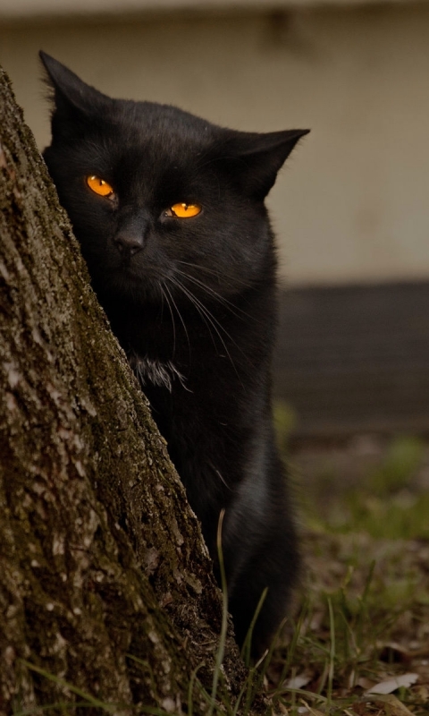 Download mobile wallpaper Cats, Wood, Cat, Animal, Yellow Eyes for free.