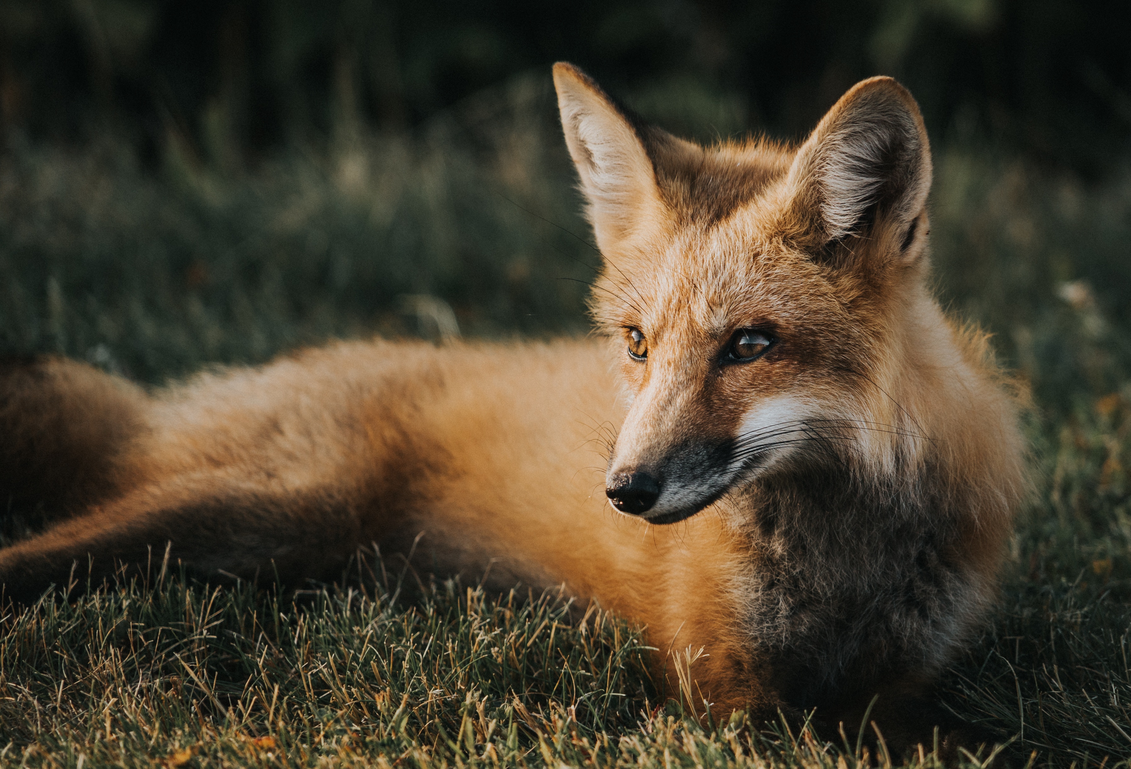 110067 baixar imagens animais, grama, raposa, mentiras, focinho, predator, predador, uma raposa - papéis de parede e protetores de tela gratuitamente