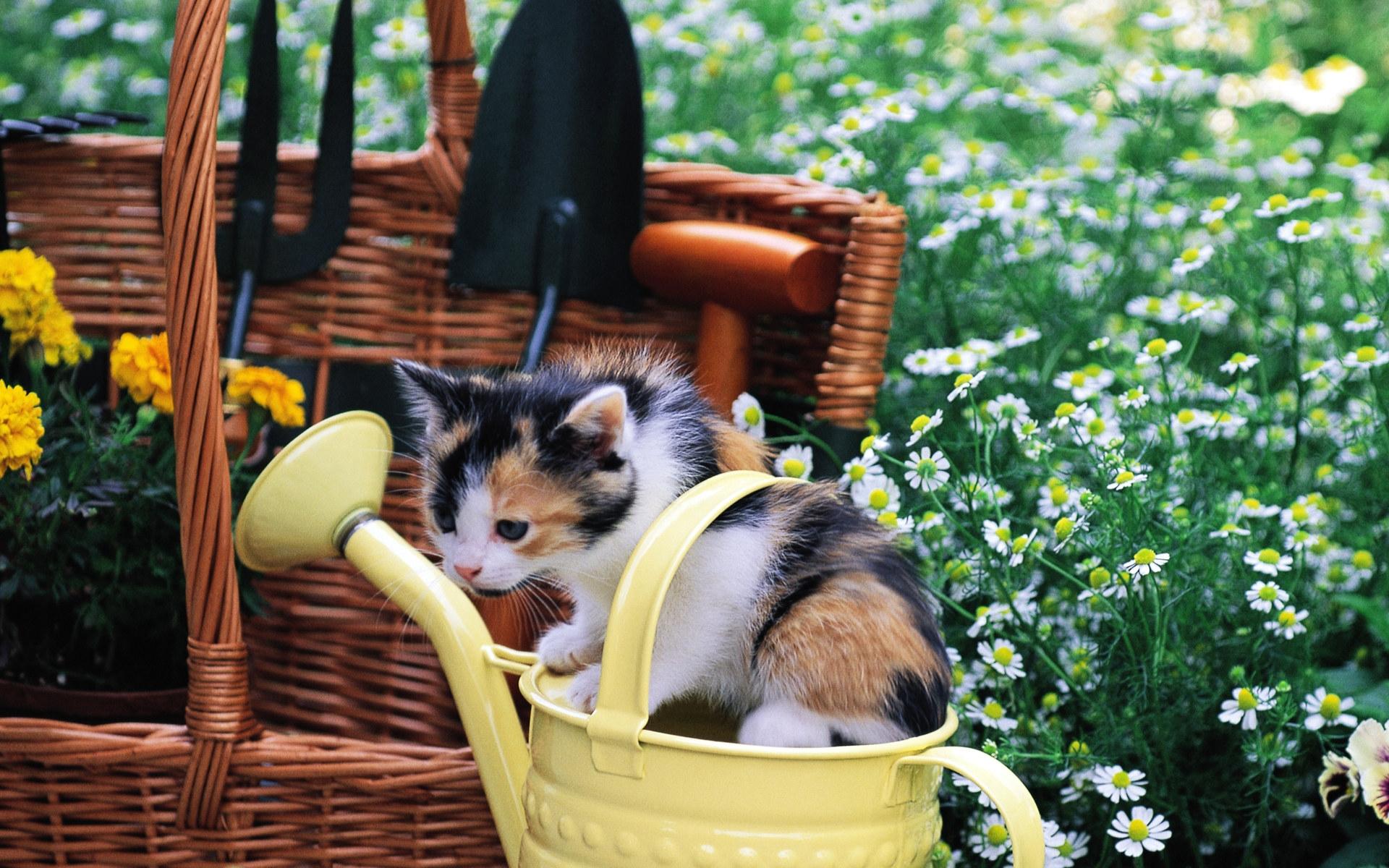 Baixe gratuitamente a imagem Animais, Gatos, Gato na área de trabalho do seu PC