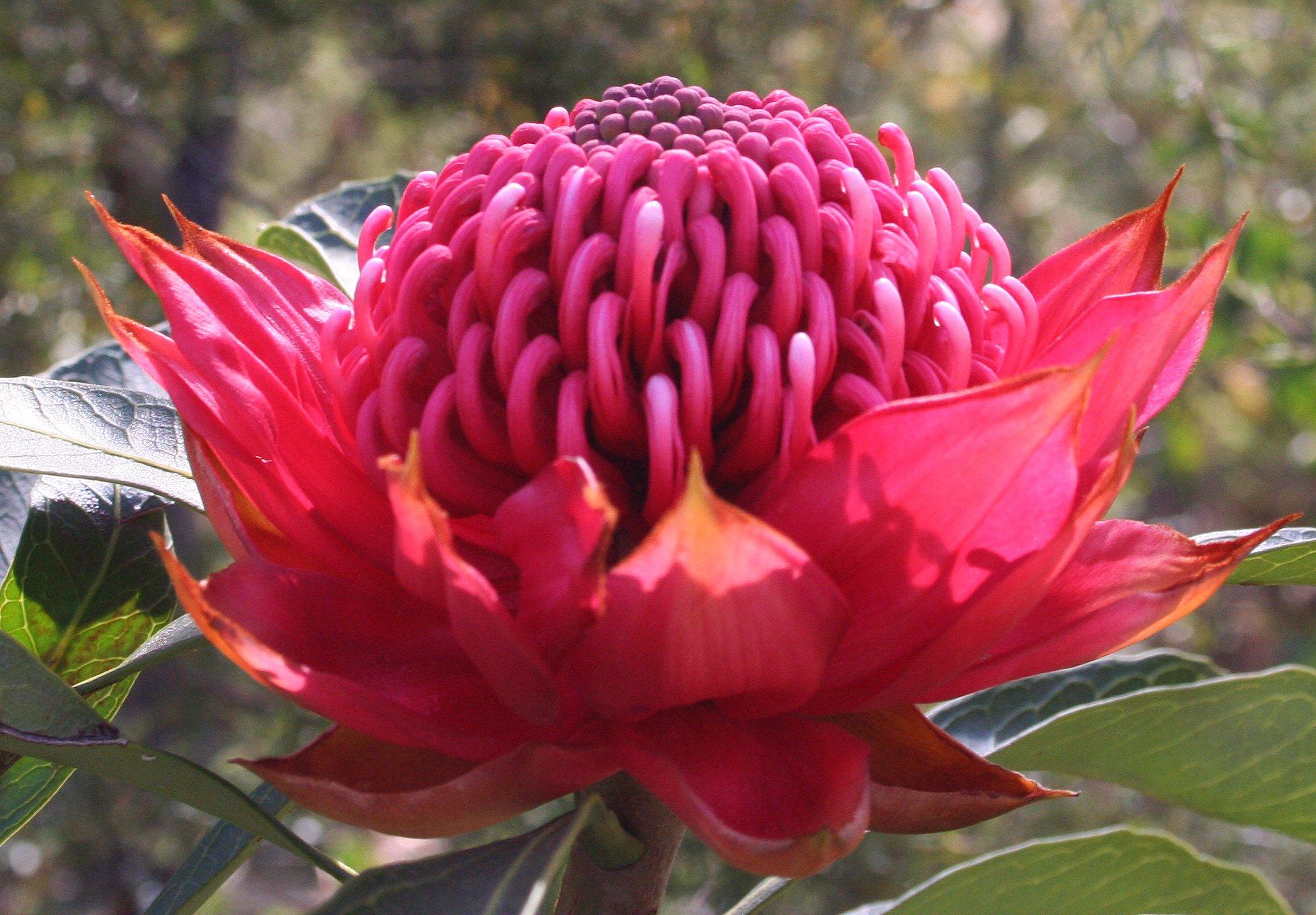 Los mejores fondos de pantalla de Waratah para la pantalla del teléfono